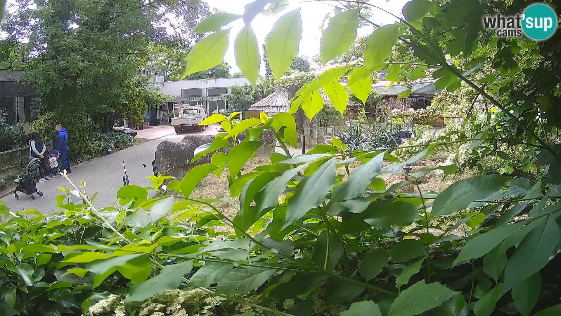 Zoo Zagreb – Merkat