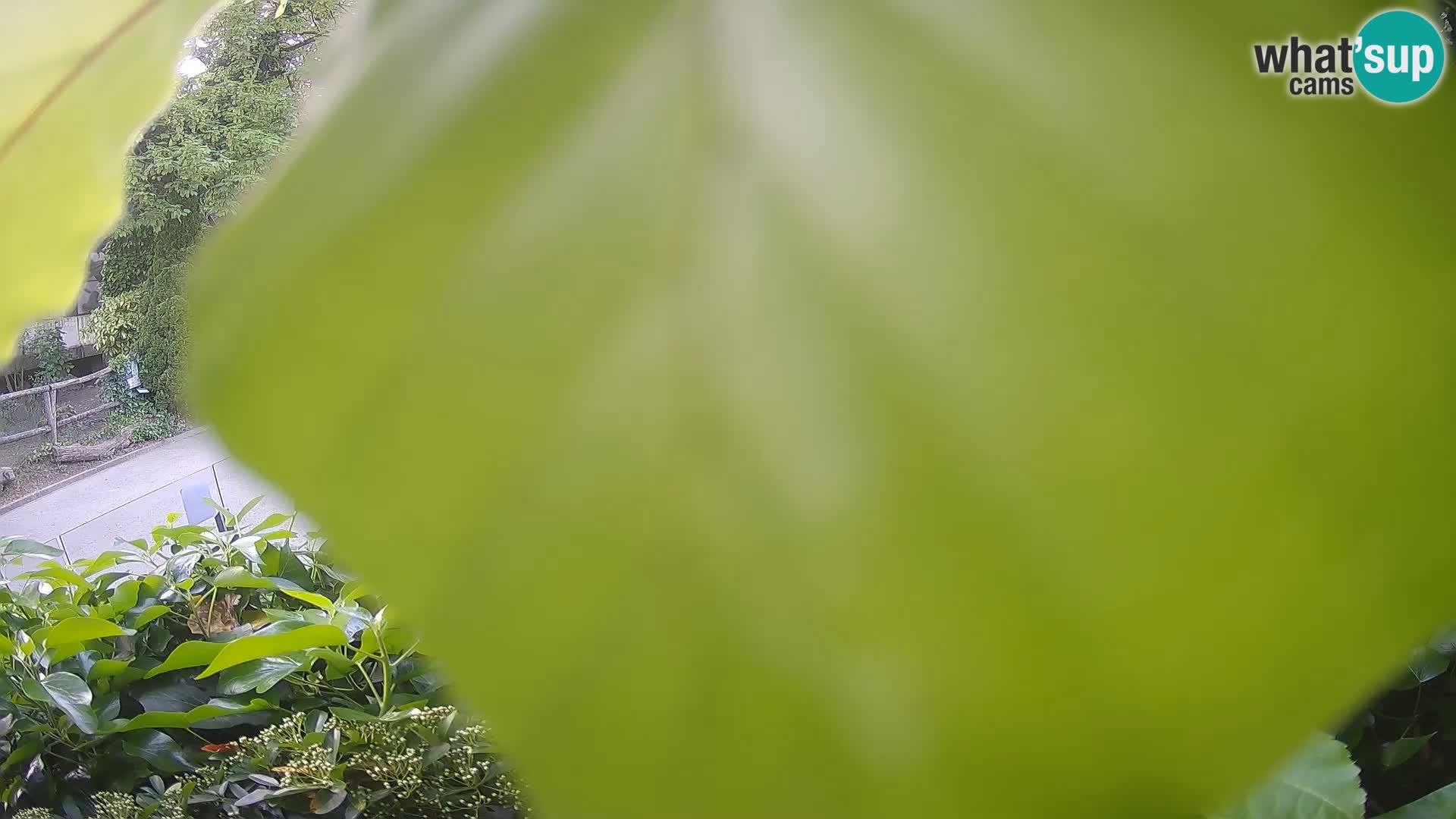 Zoo Zagreb – Erdmännchen
