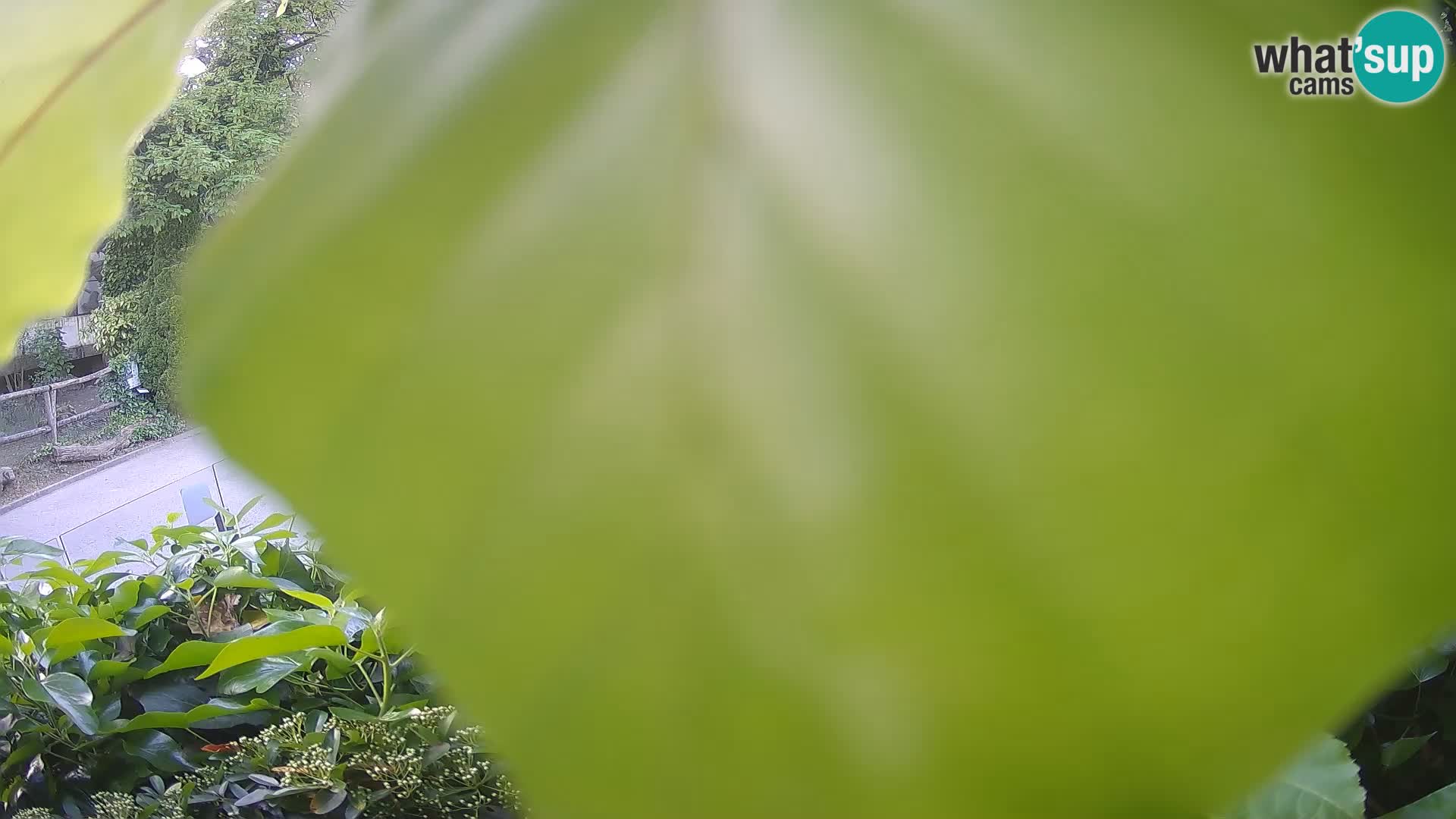 Zoo Zagreb – Erdmännchen