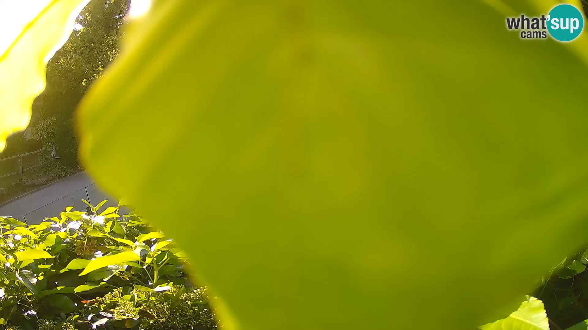 Zoo Zagreb – Erdmännchen