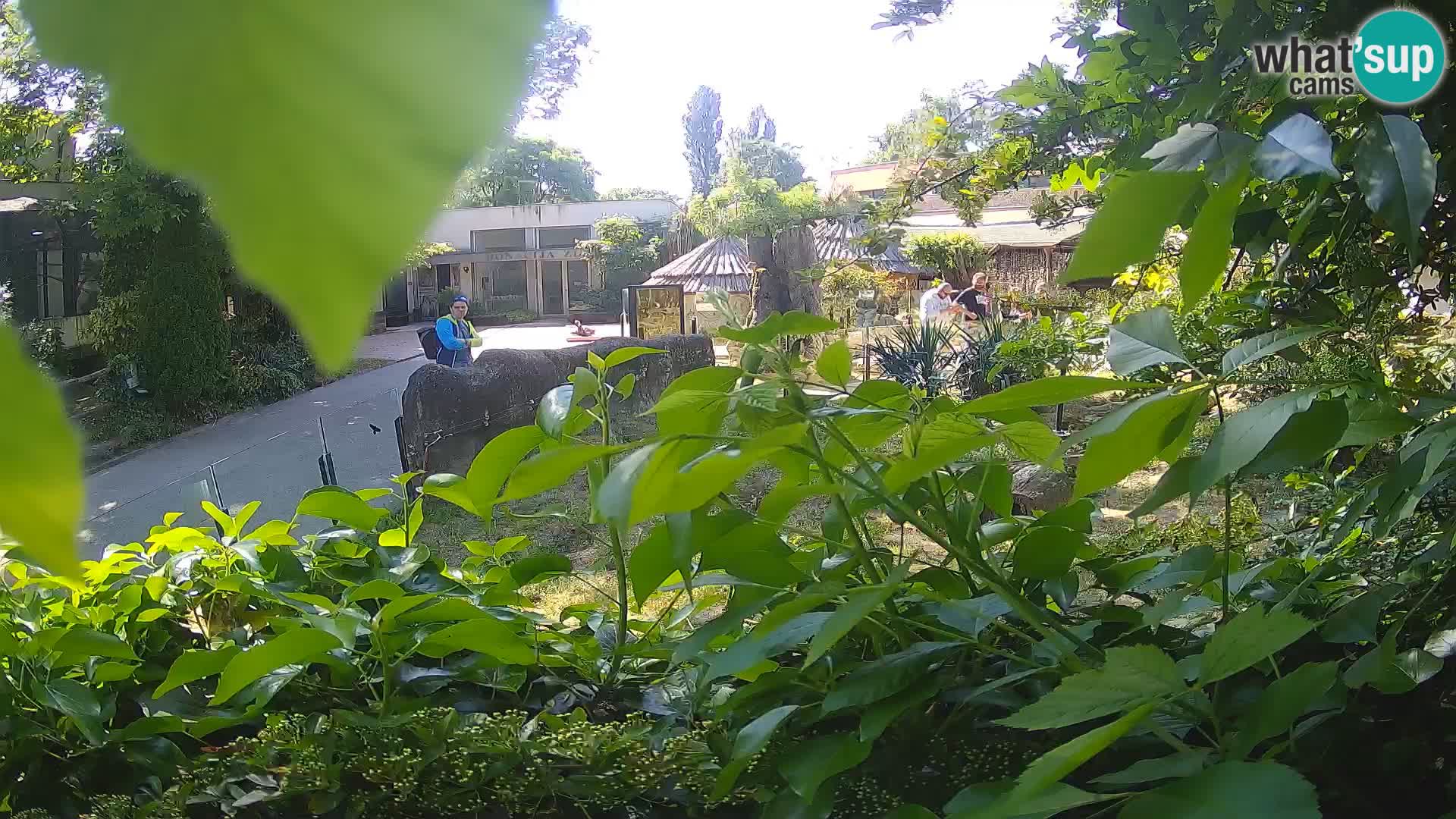 Zoo Zagreb – Erdmännchen