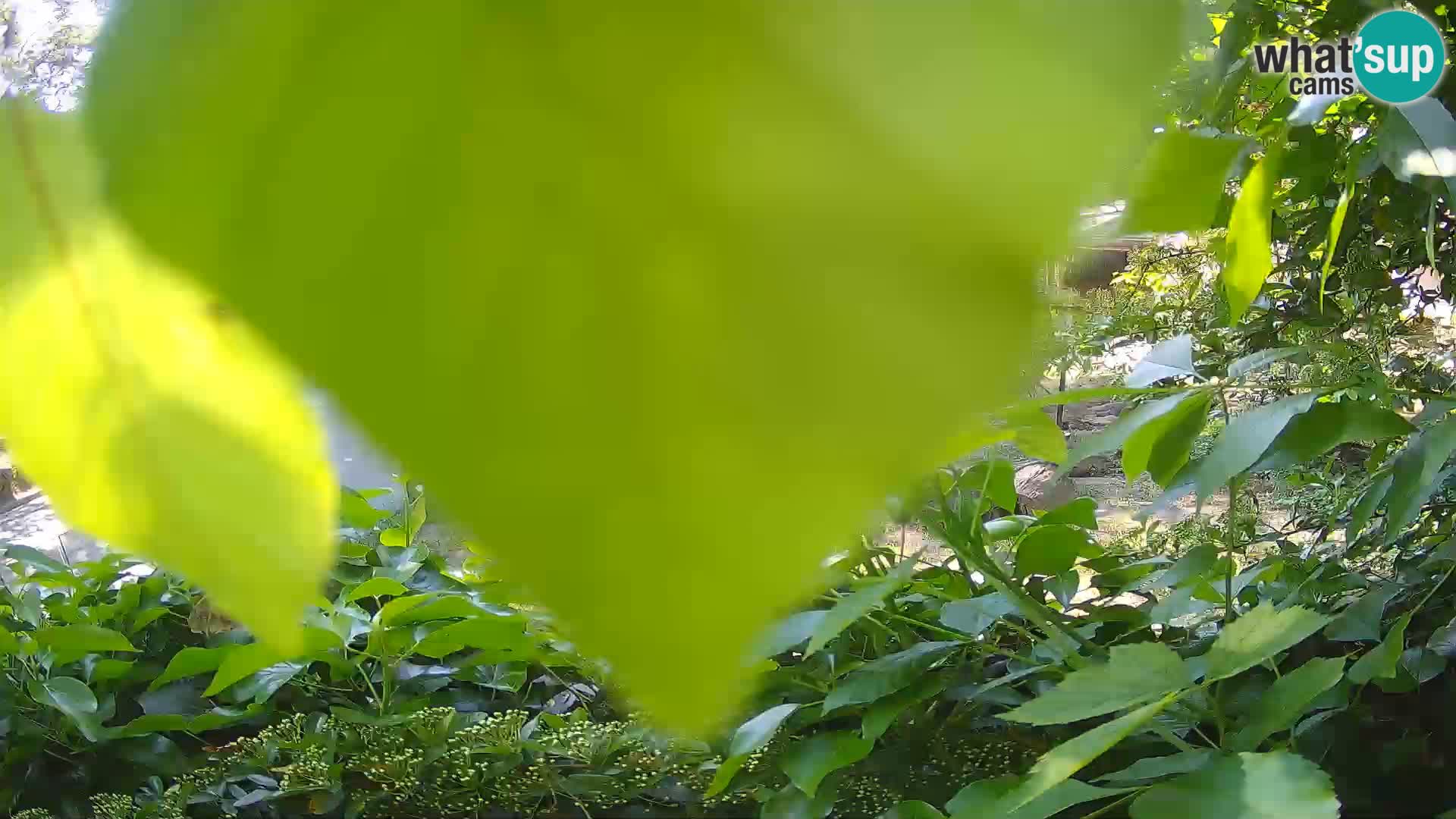 Zoo Zagreb – Erdmännchen
