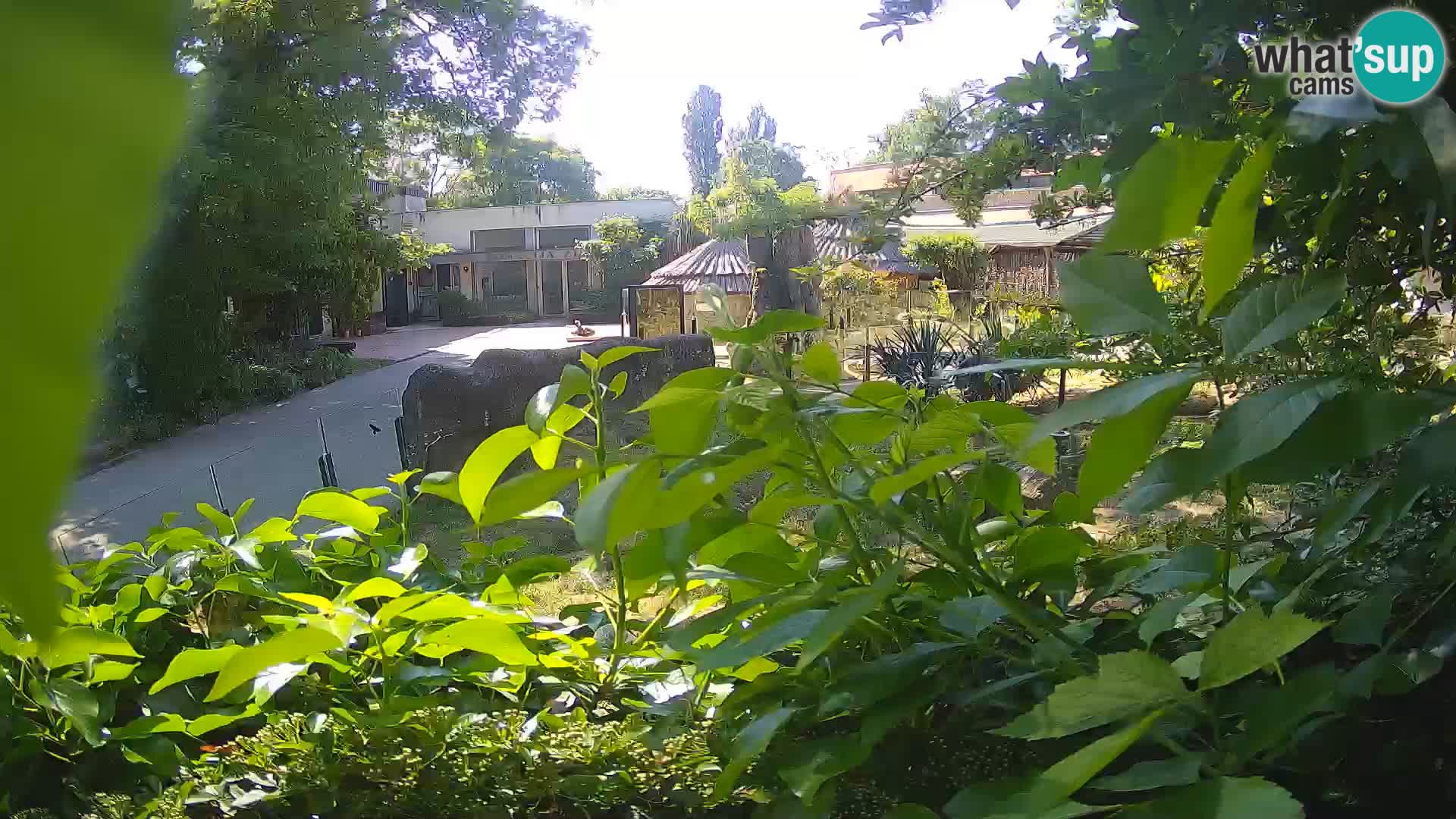 Zoo Zagreb – Surikate