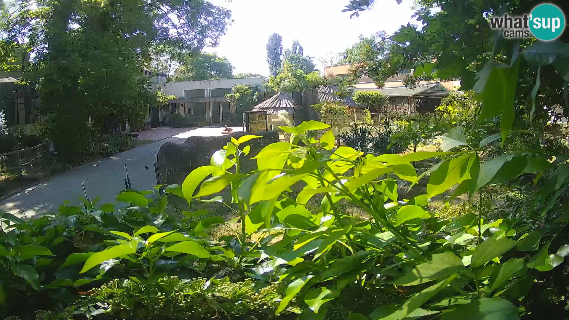 Zoo Zagreb – Surikate