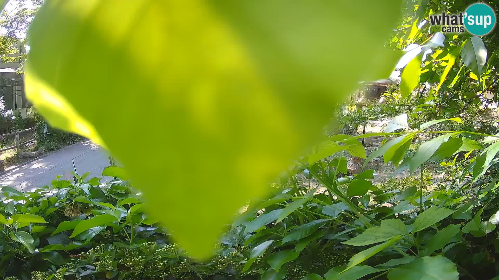 Zoo Zagreb – Meerkat (Suricate)