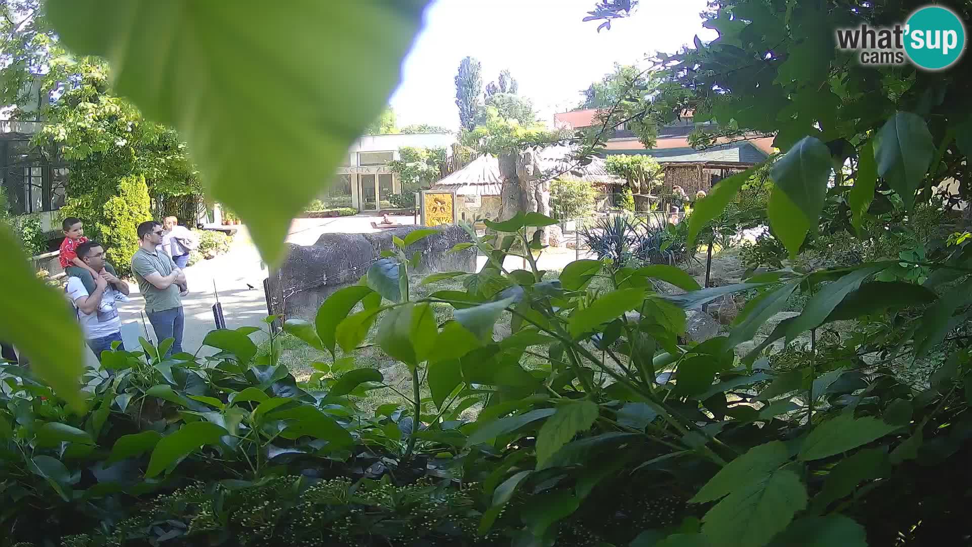 Zoo Zagreb – Erdmännchen