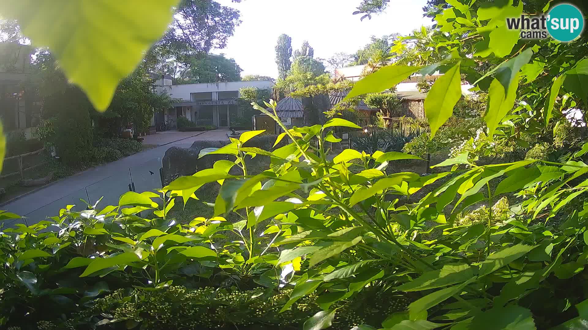 Zoo Zagreb – Erdmännchen