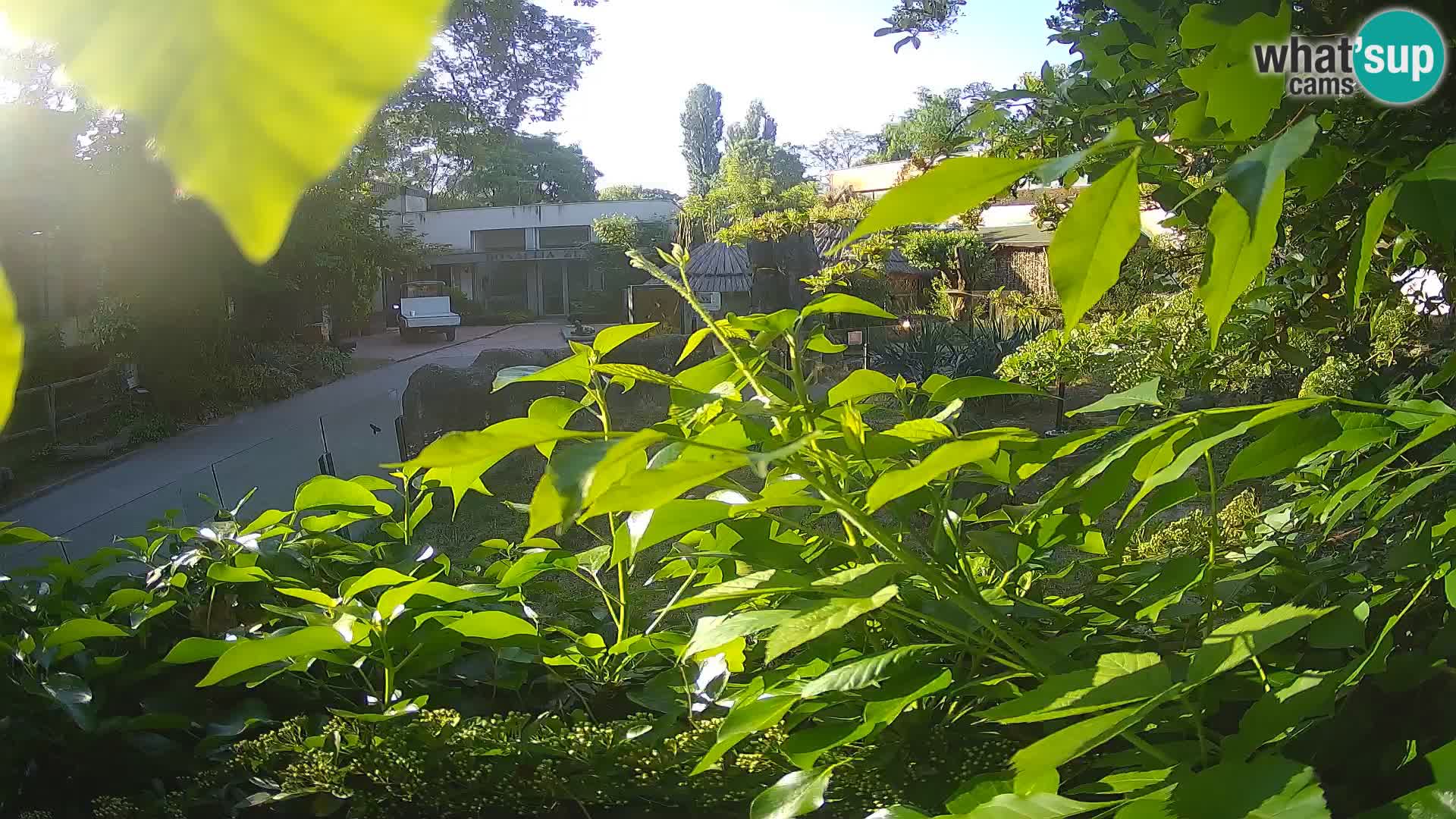 Zoo Zagreb – Merkat