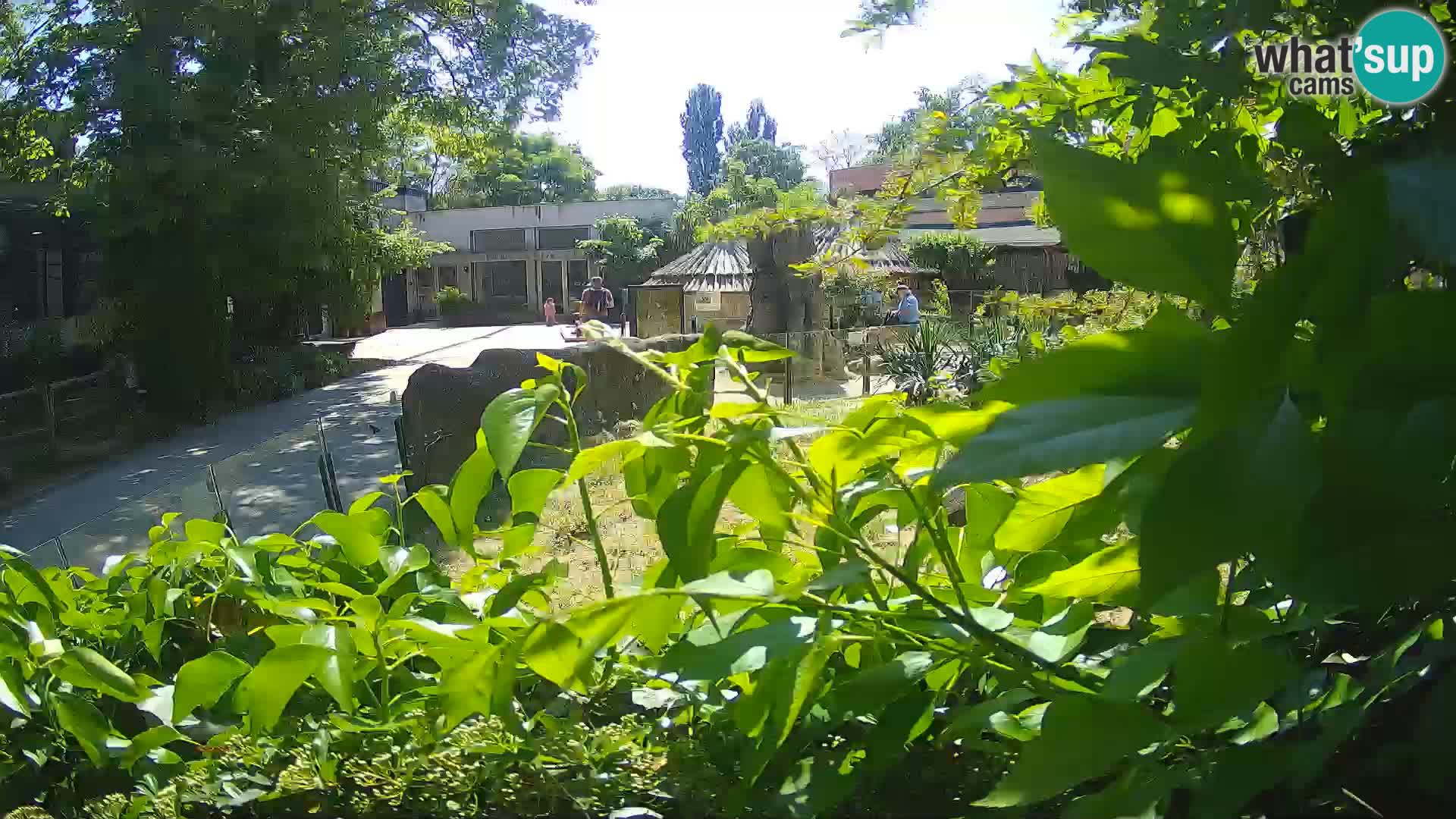 Zoo Zagreb – Suricate