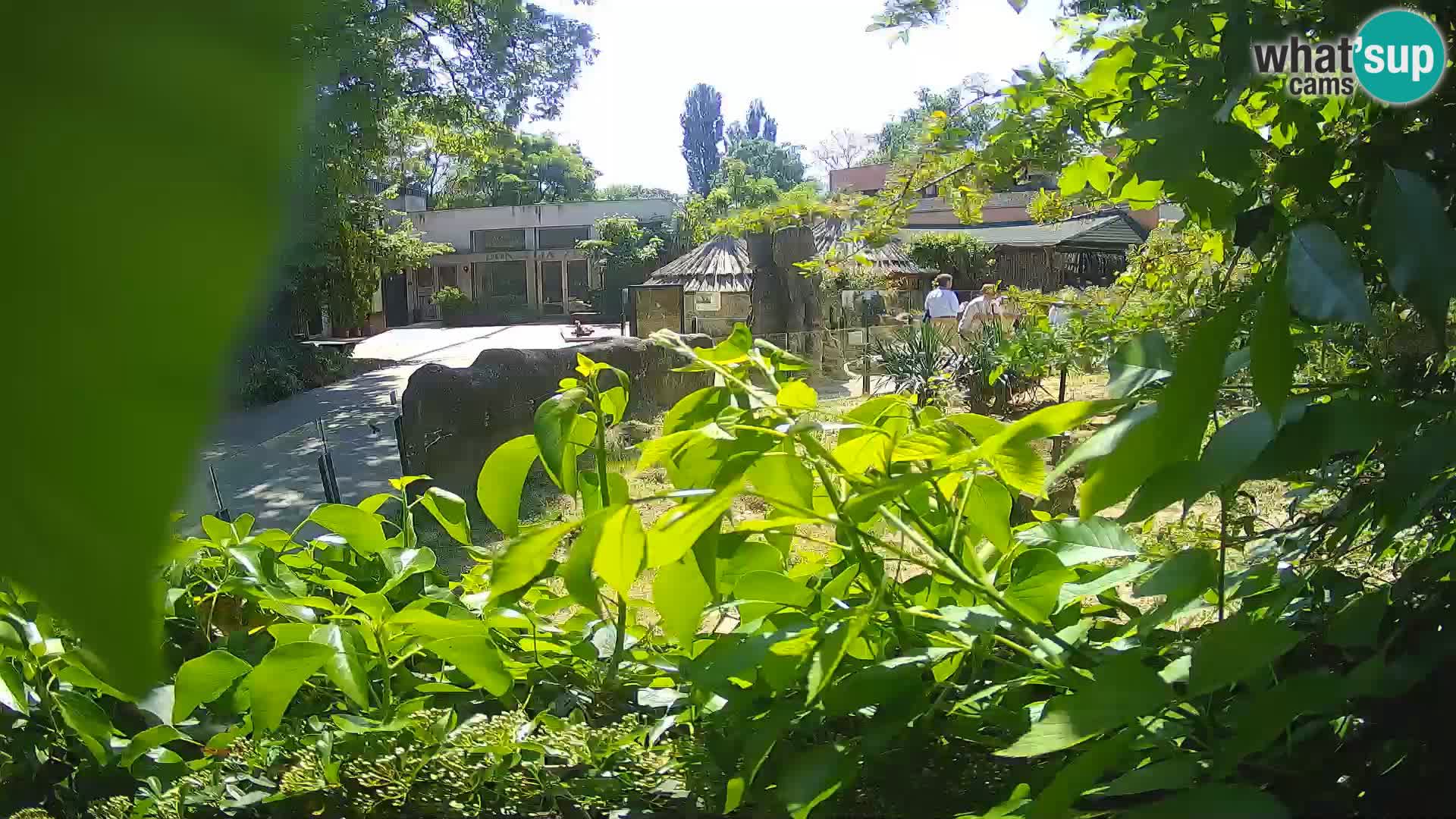 Zoo Zagreb – Erdmännchen