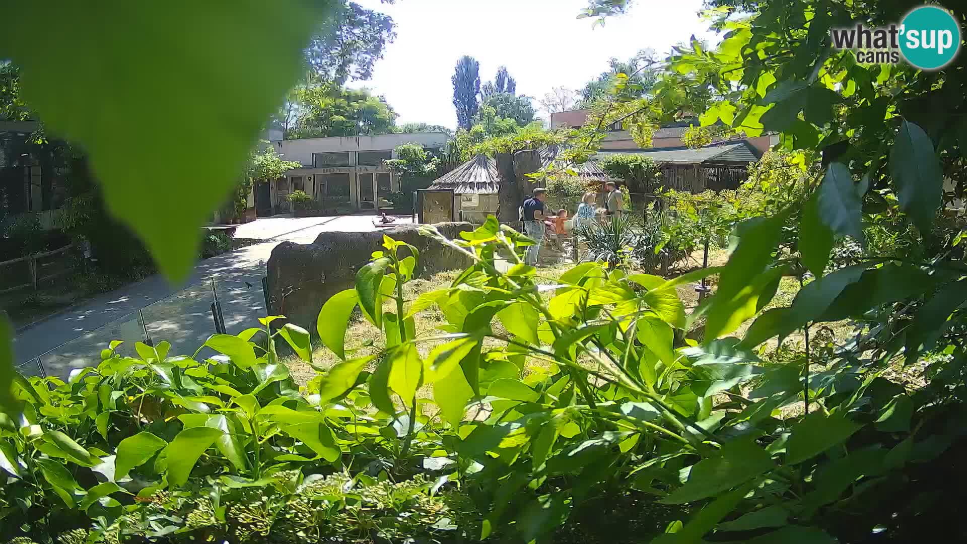 Zoo Zagreb – Merkat