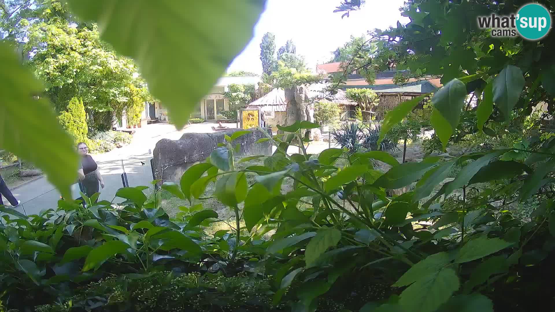 Zoo Zagreb – Surikate