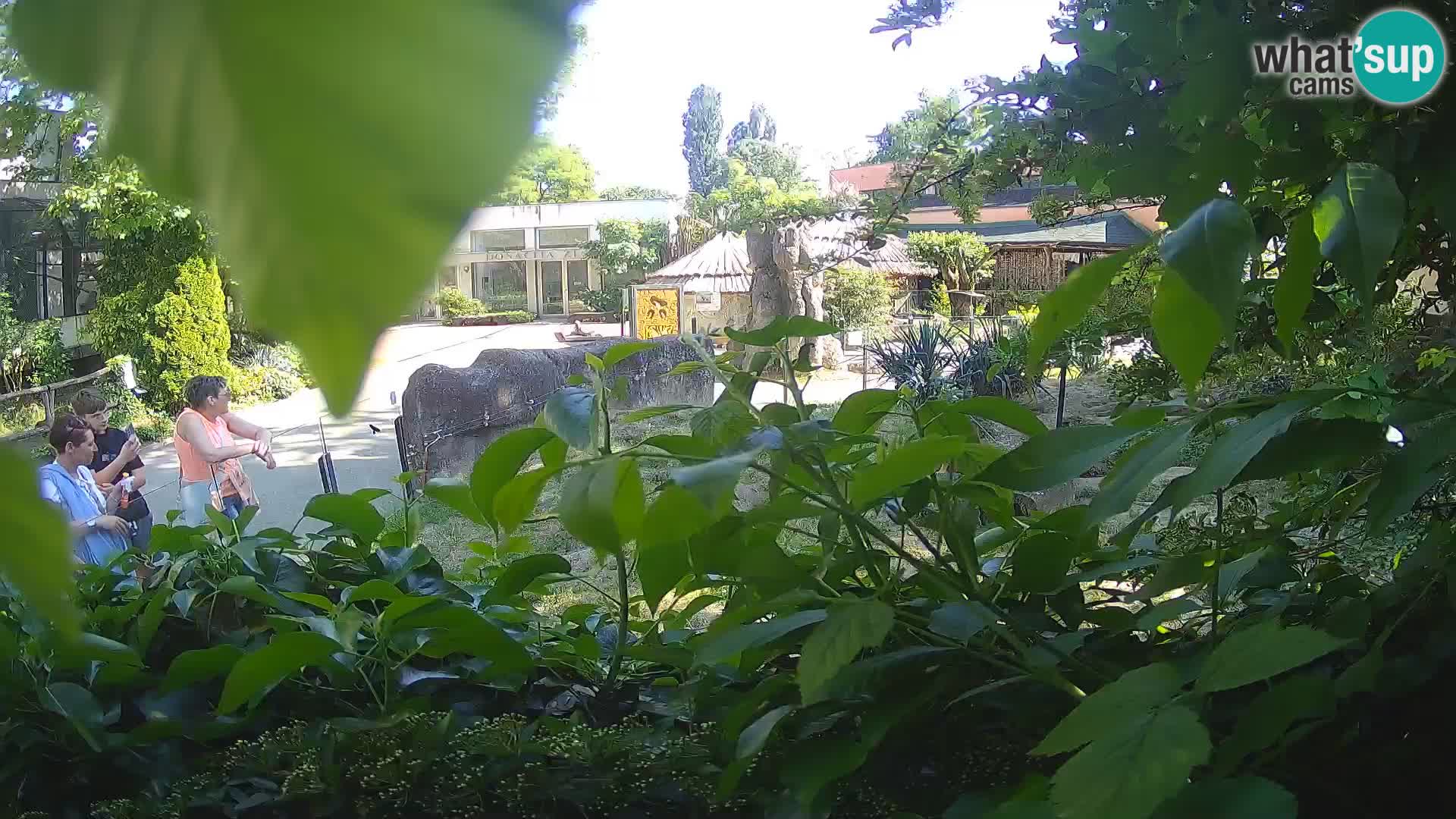 Zoo Zagreb – Surikate