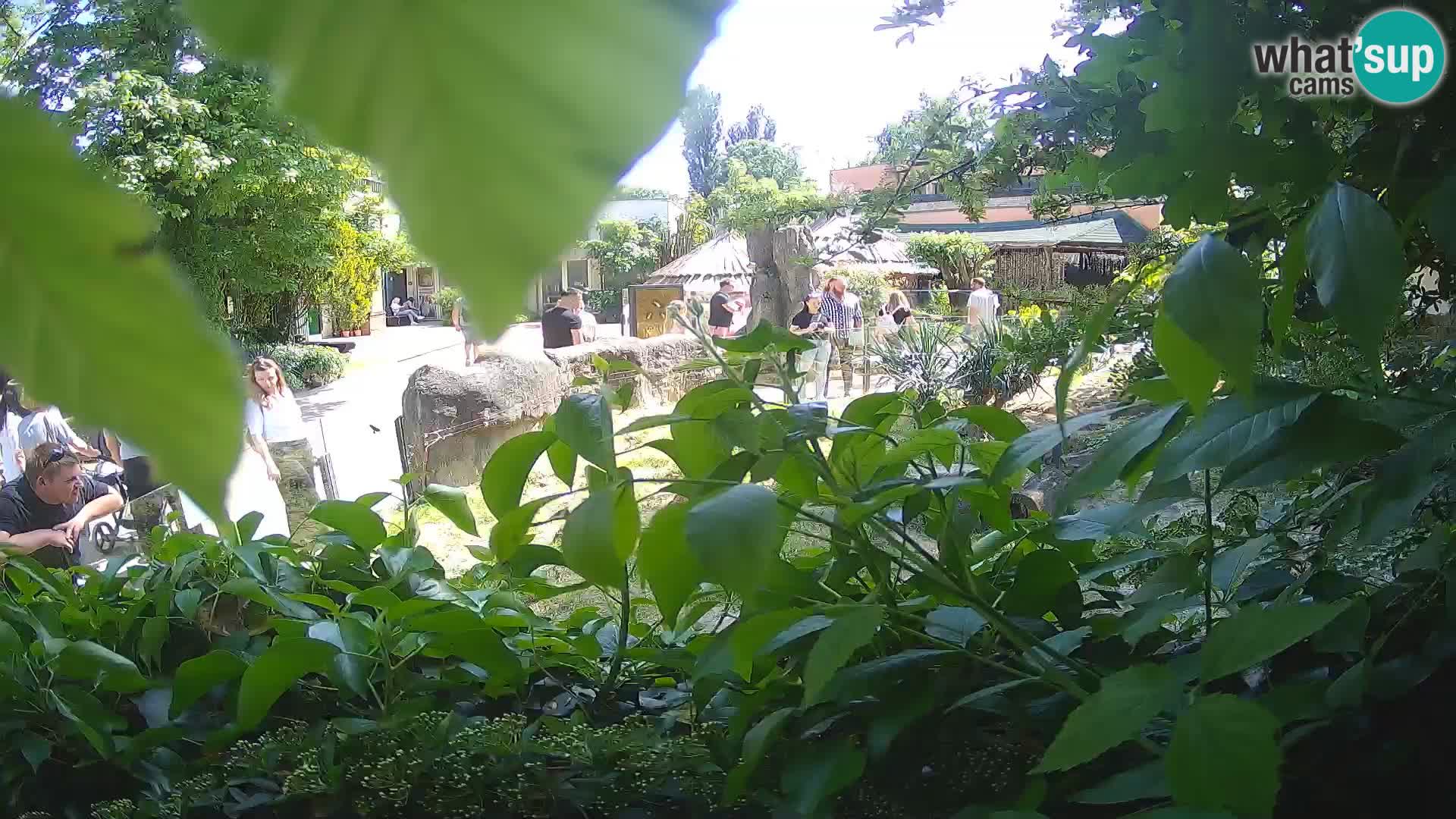 Zoo Zagreb – Surikate