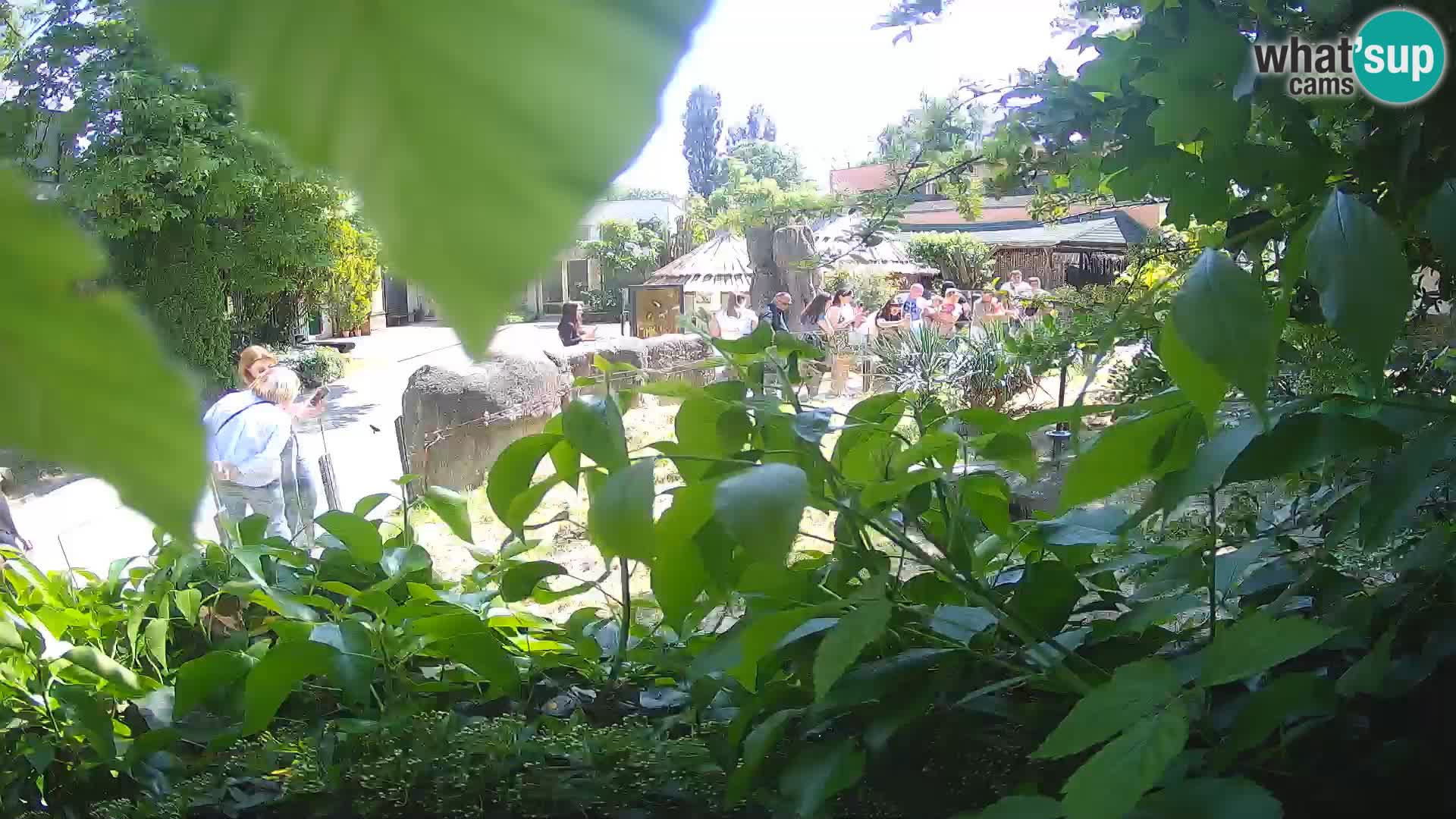 Zoo Zagreb – Suricate
