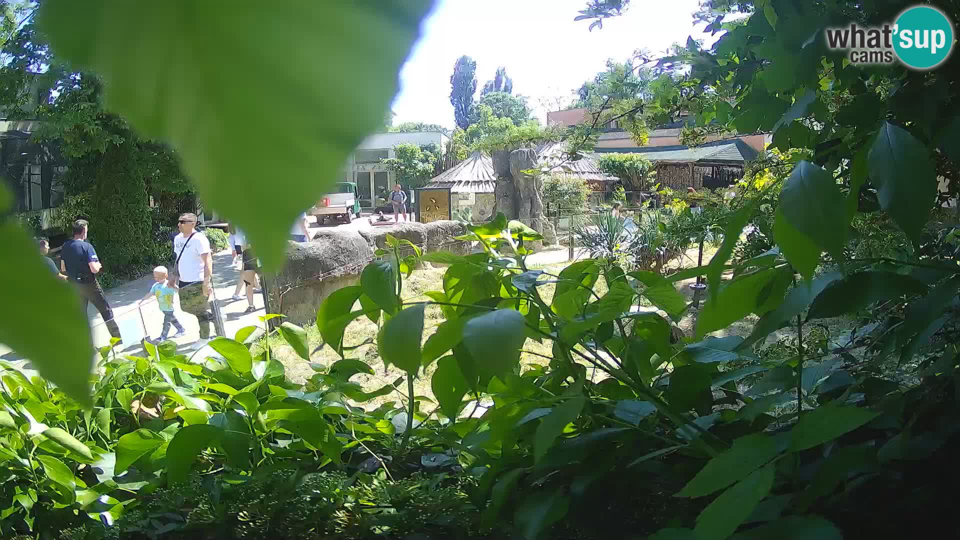 Zoo Zagreb – Surikate