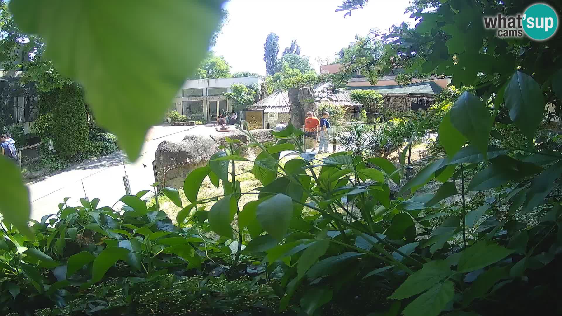 Zoo Zagreb – Merkat