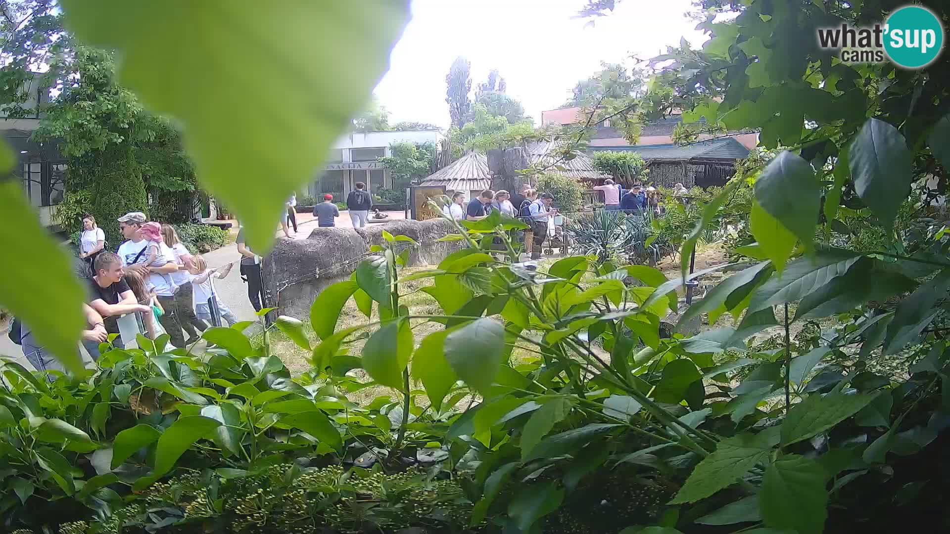 Zoo Zagreb – Surikate