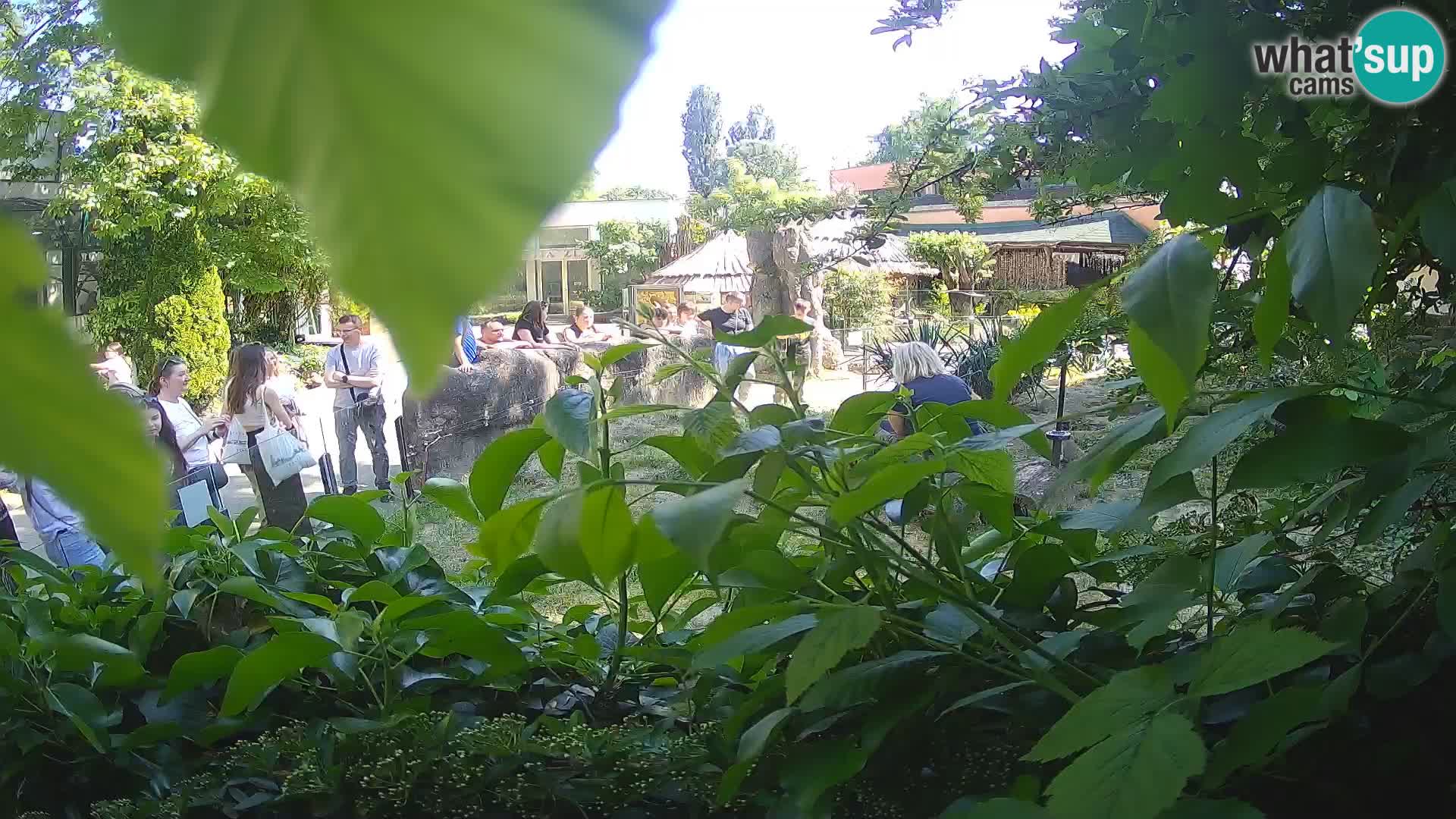 Zoo Zagreb – Erdmännchen