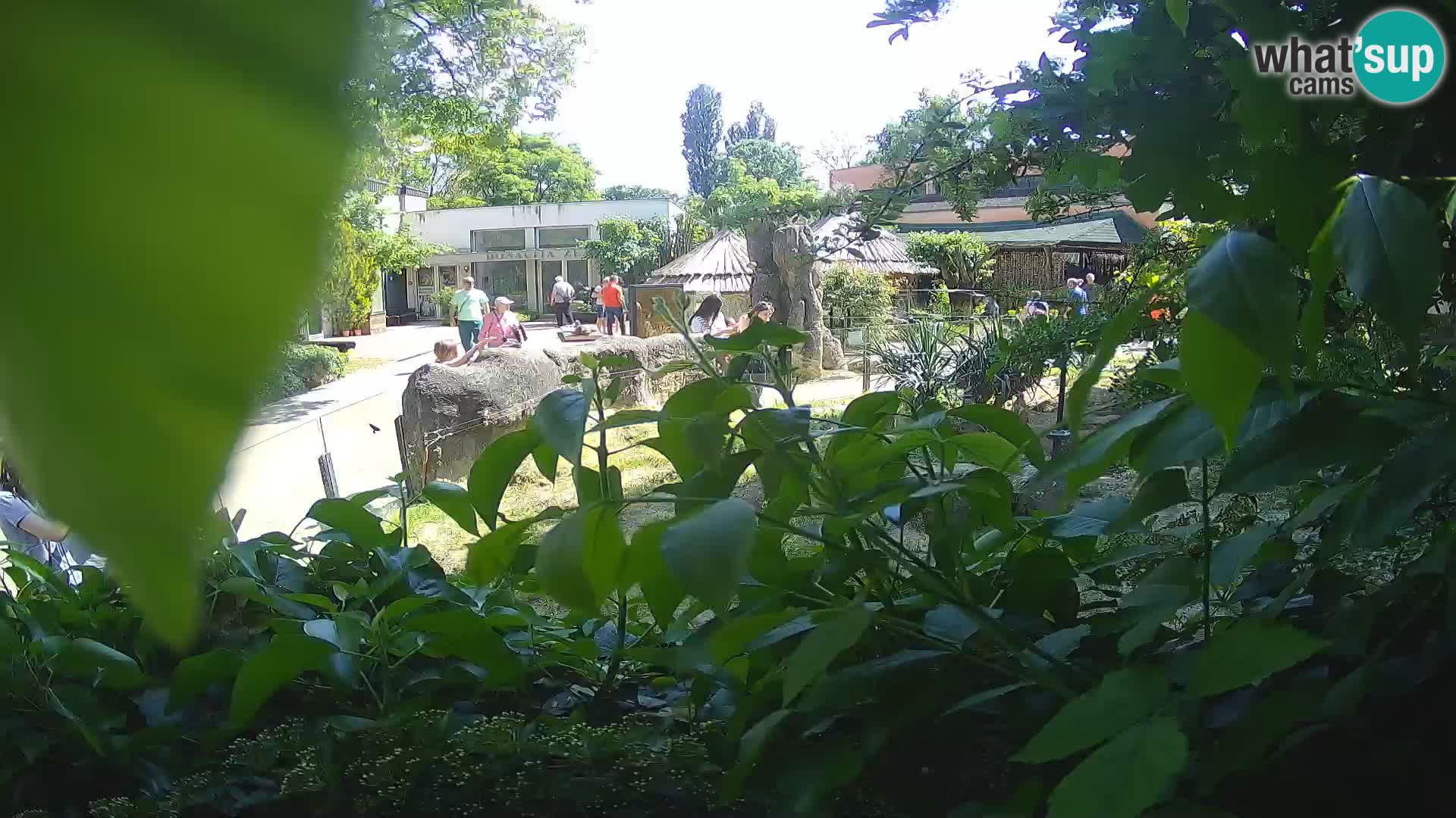 Zoo Zagreb – Suricate