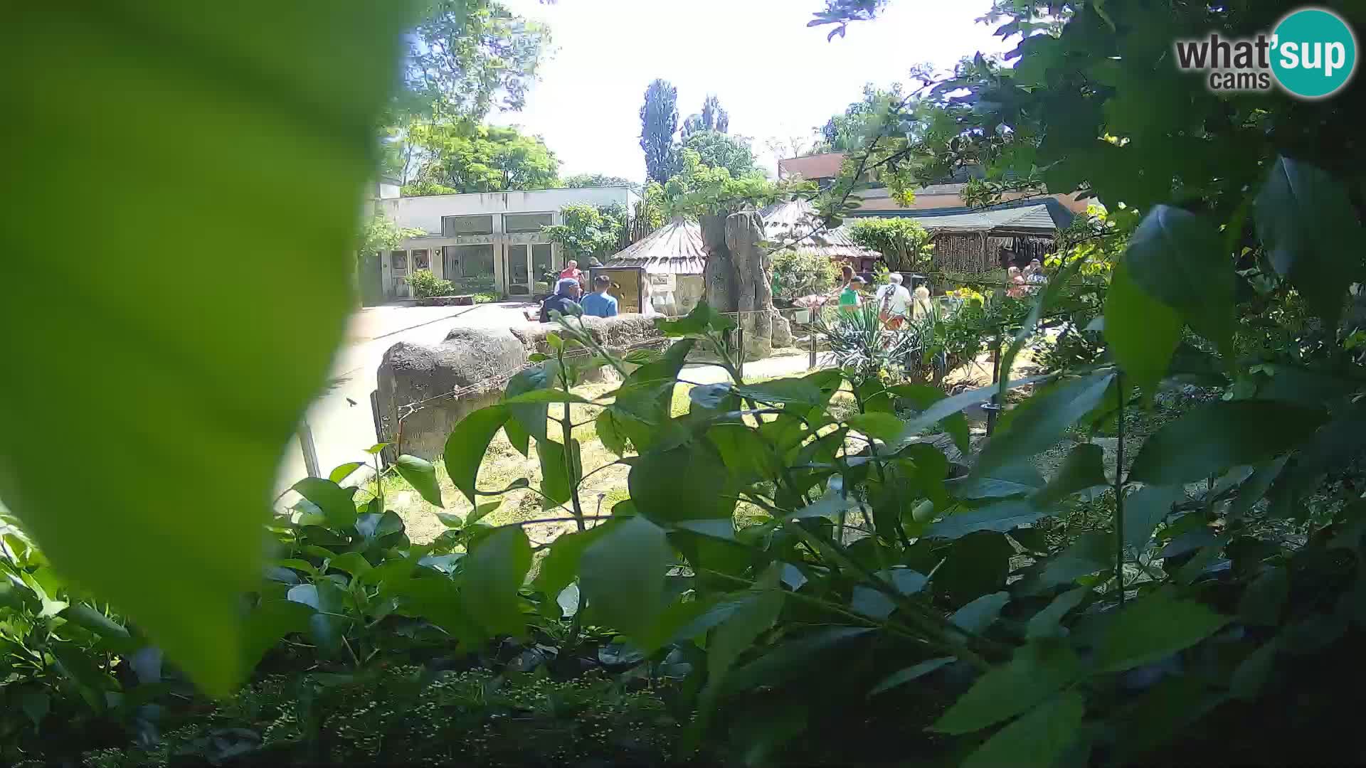 Zoo Zagreb – Suricata
