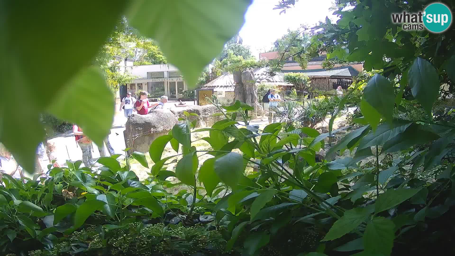 Zoo Zagreb – Surikate