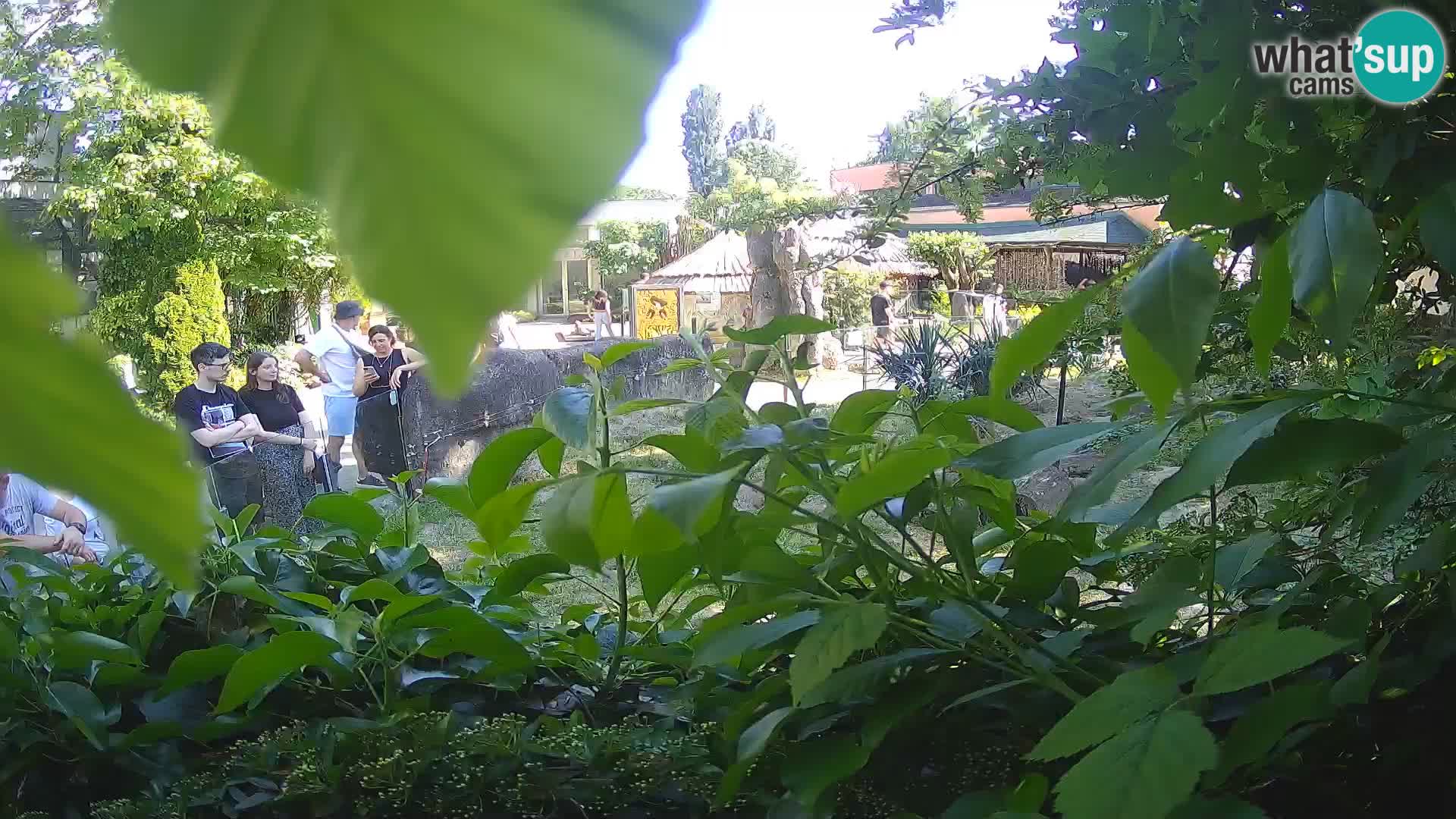 Zoo Zagreb – Merkat