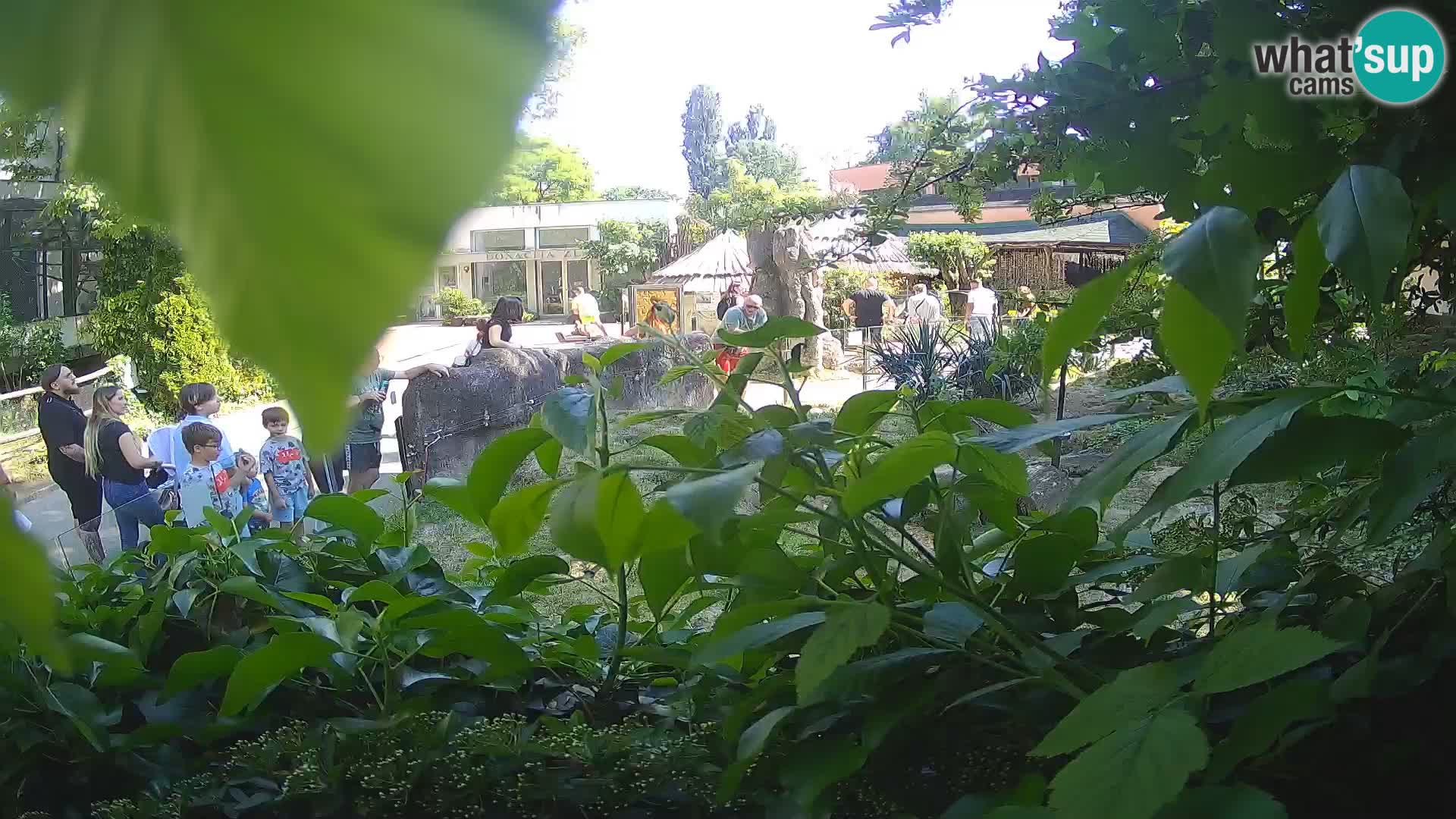 Zoo Zagreb – Erdmännchen