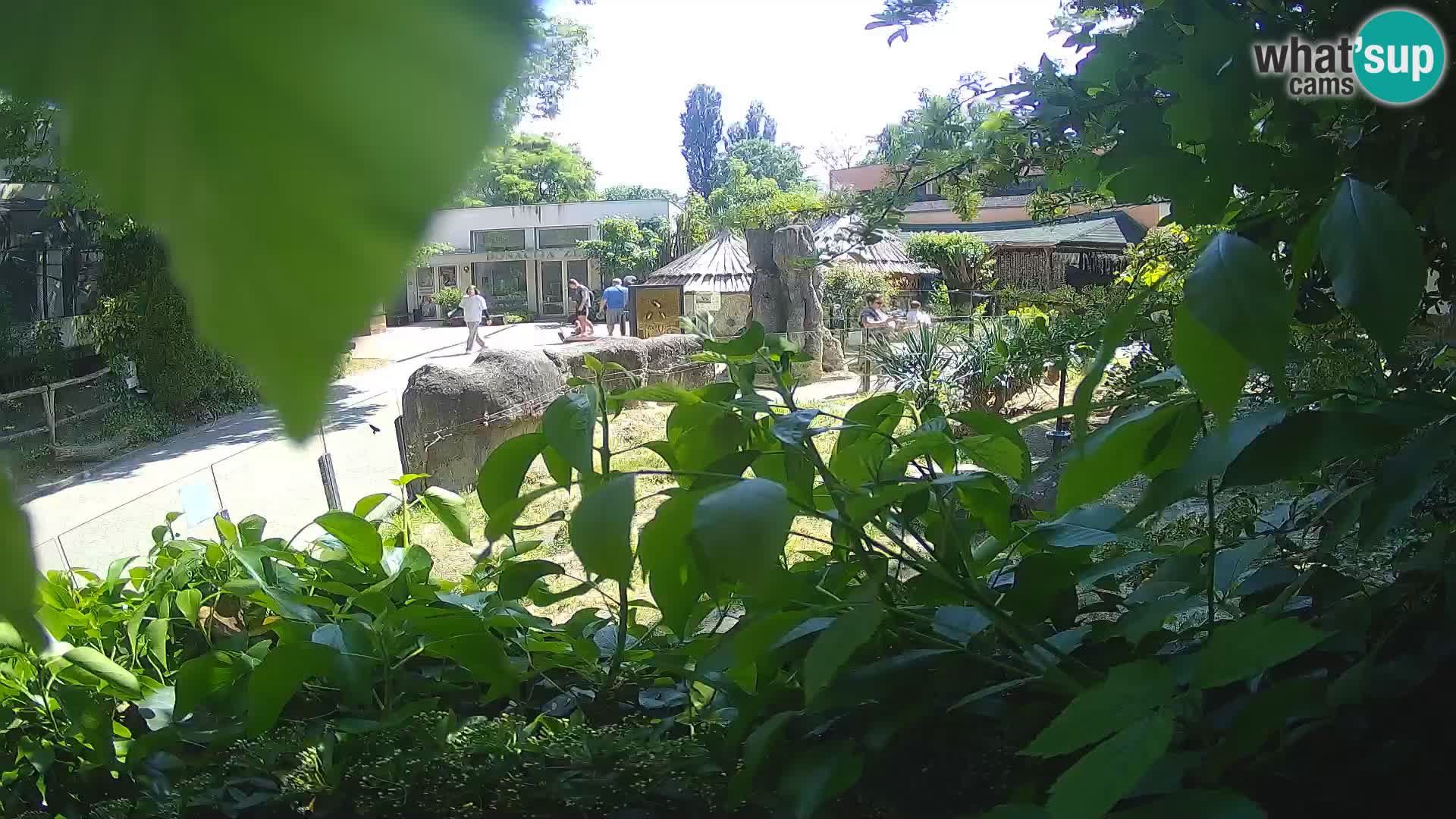 Zoo Zagreb – Merkat