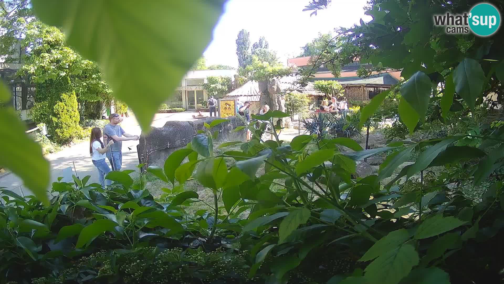 Zoo Zagreb – Suricate