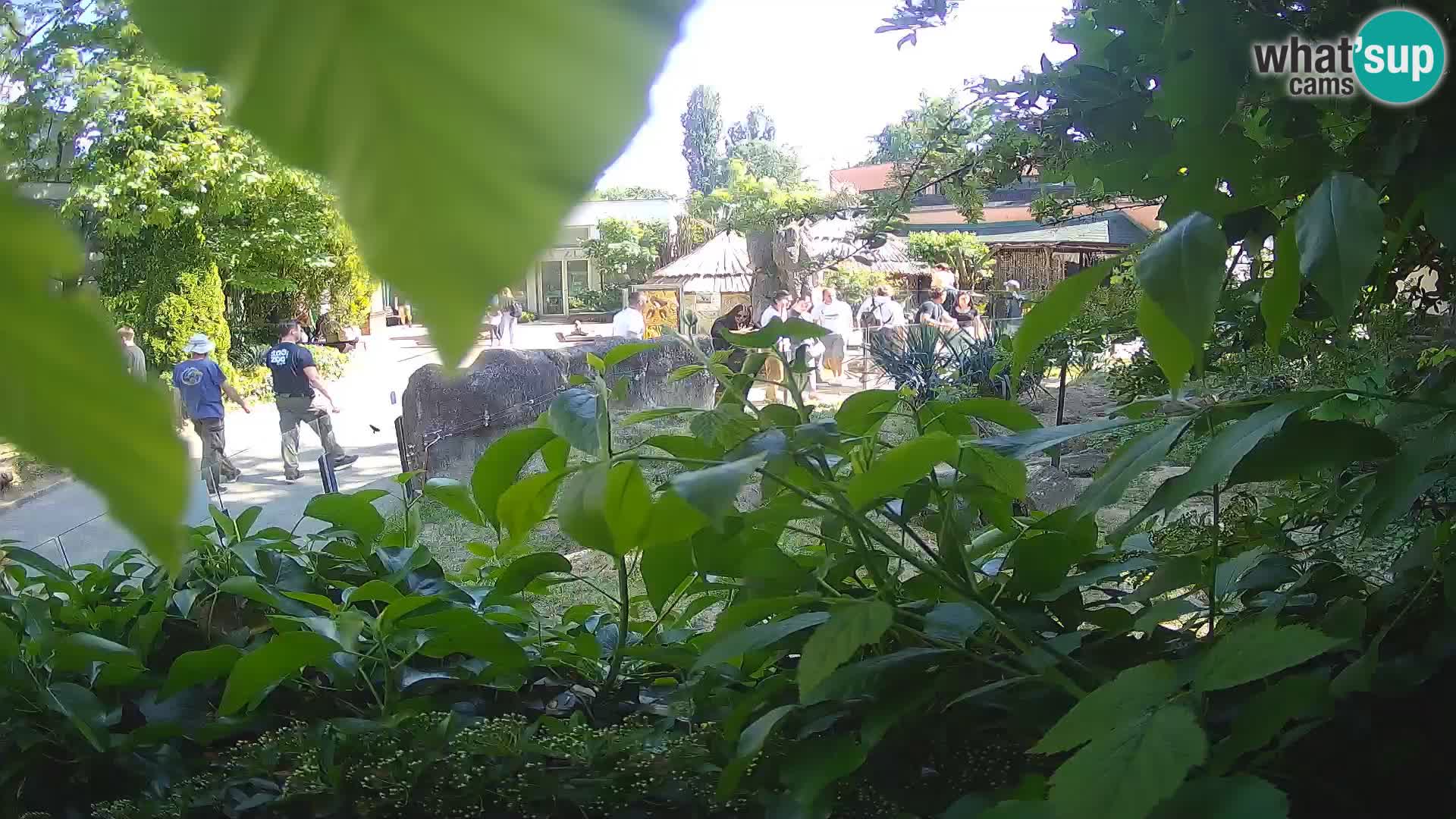Zoo Zagreb – Merkat