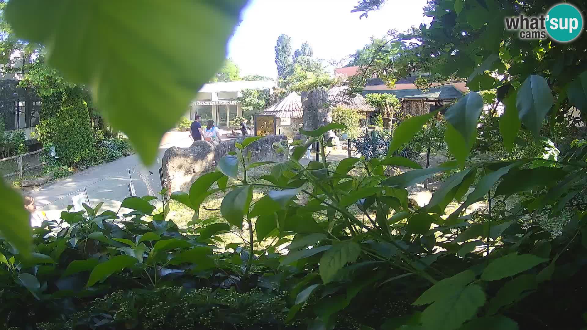 Zoo Zagreb – Surikate