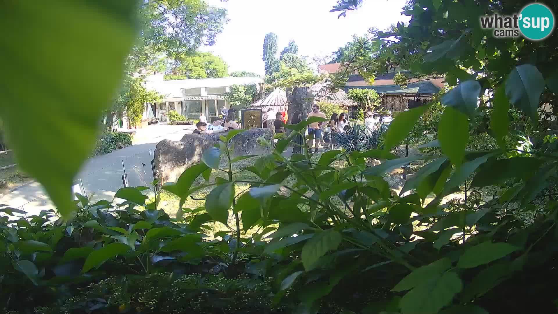 Zoo Zagreb – Merkat