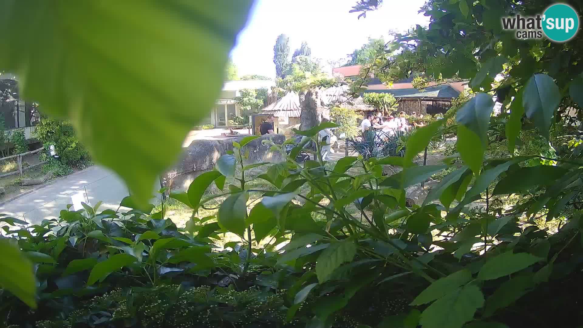 Zoo Zagreb – Suricate