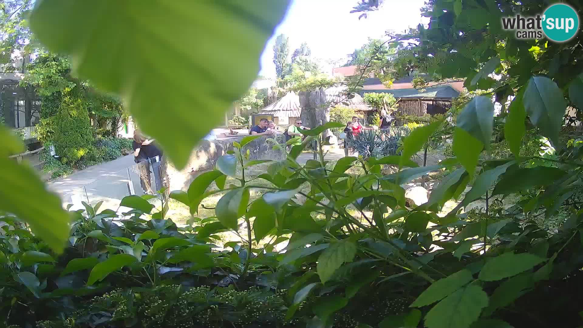 Zoo Zagreb – Surikate