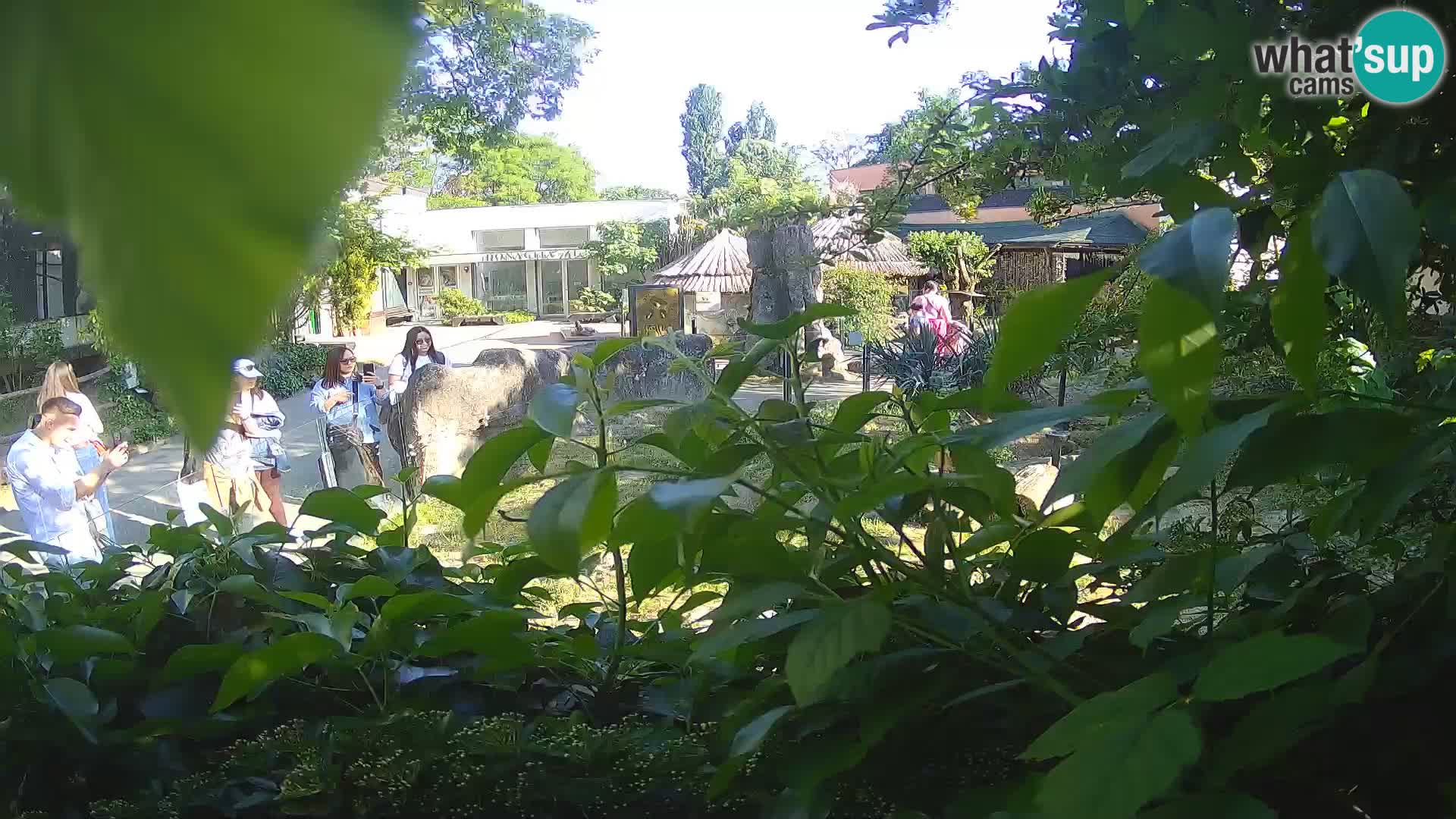 Zoo Zagreb – Surikate