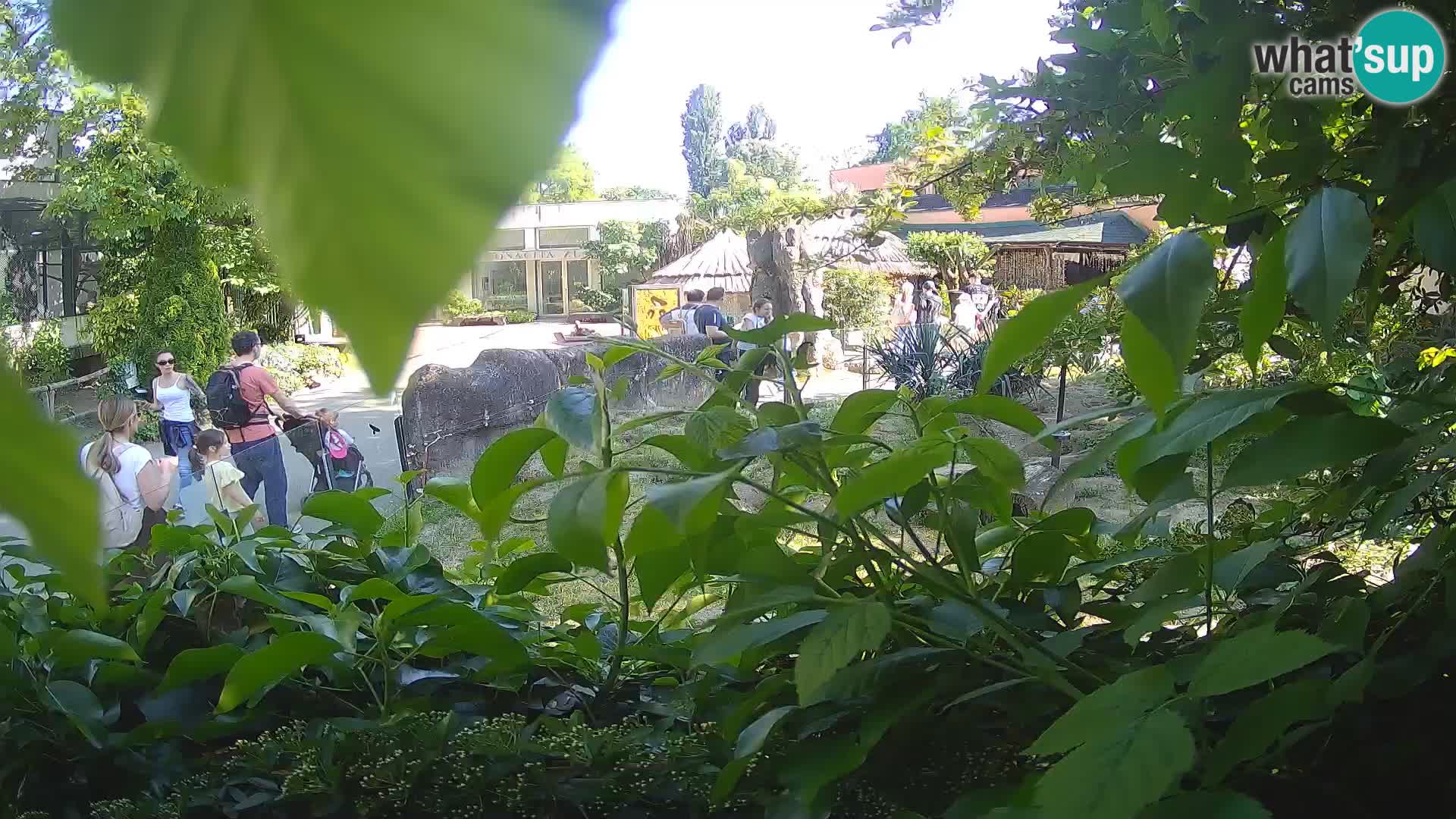 Zoo Zagreb – Suricata