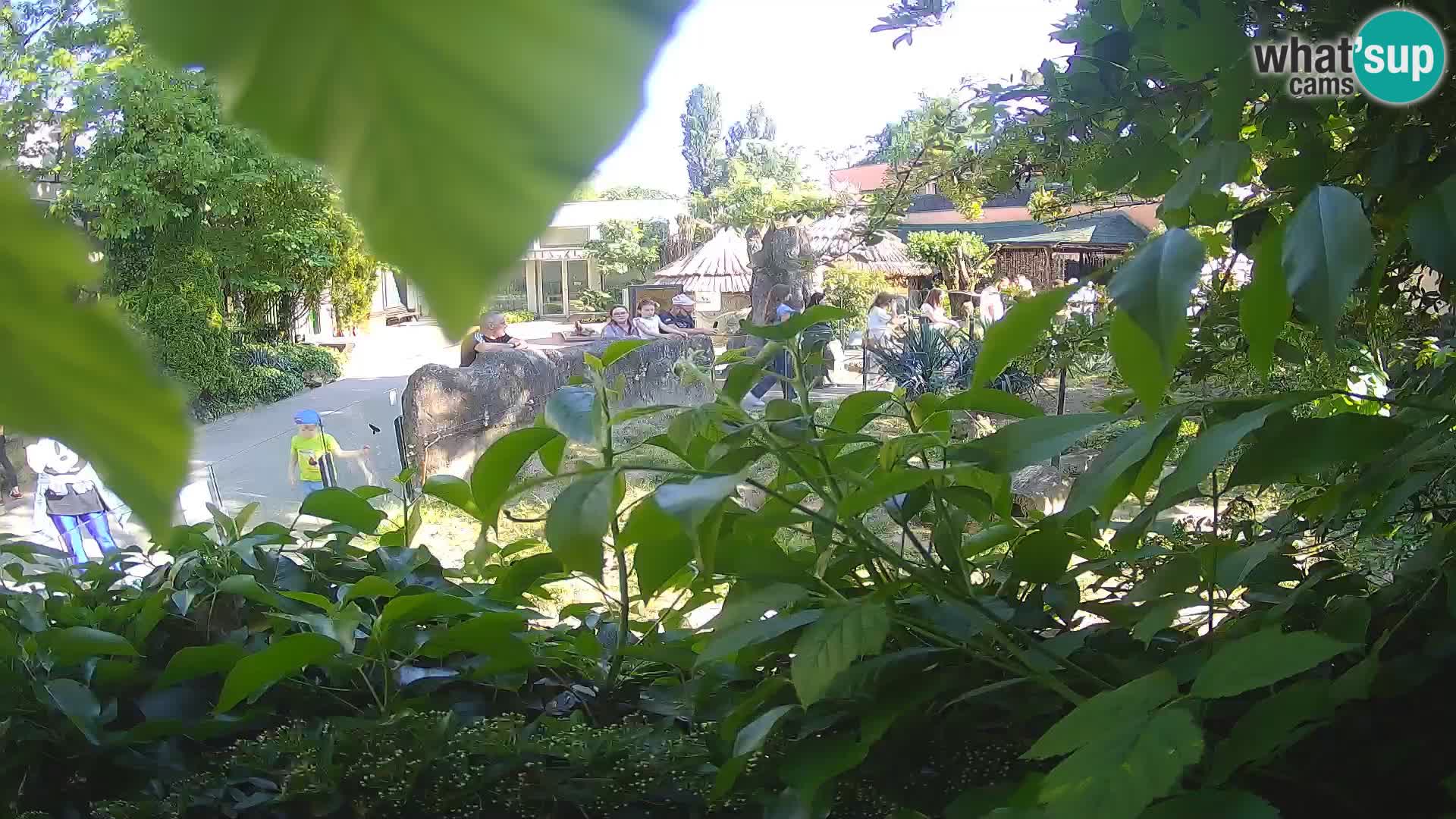 Zoo Zagreb – Surikate
