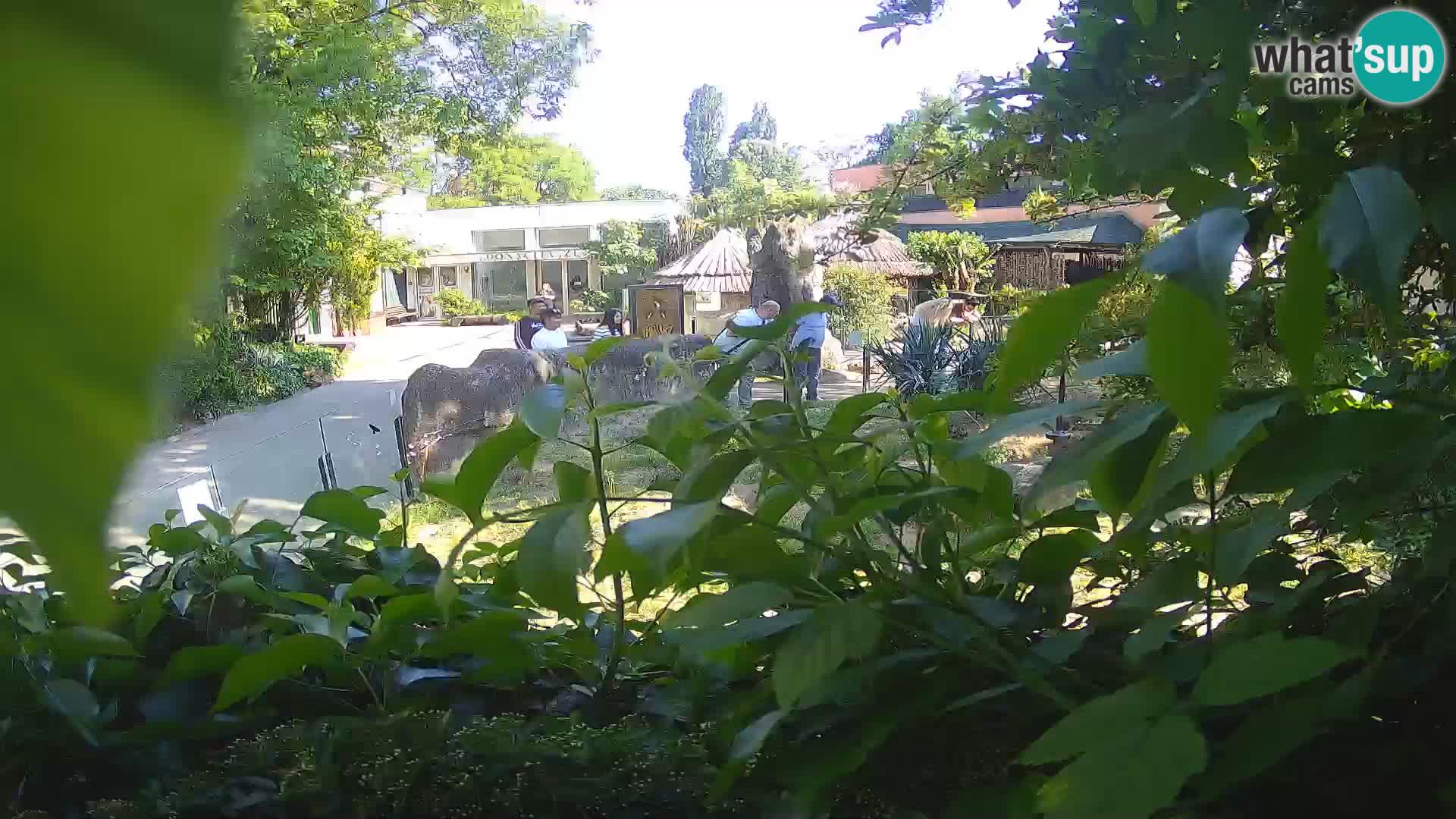 Zoo Zagreb – Merkat