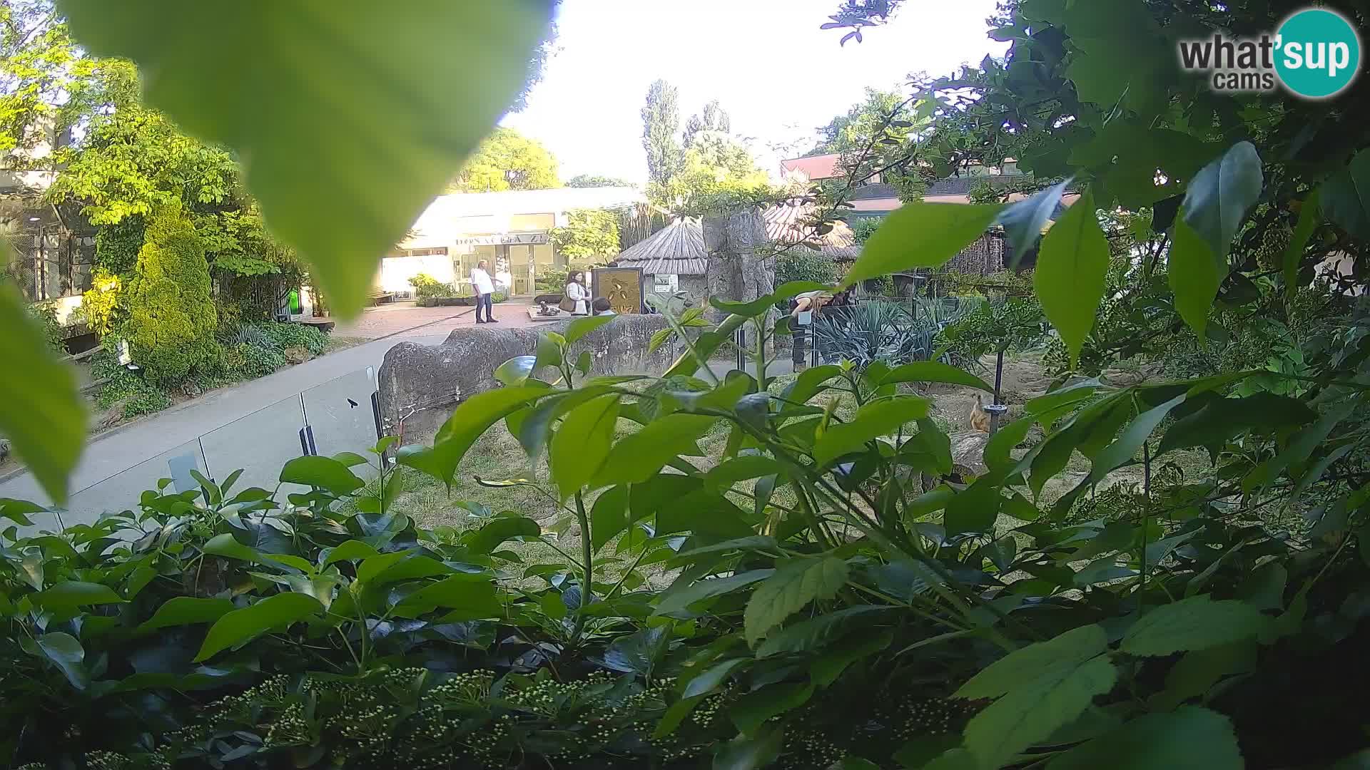 Zoo Zagreb – Suricata