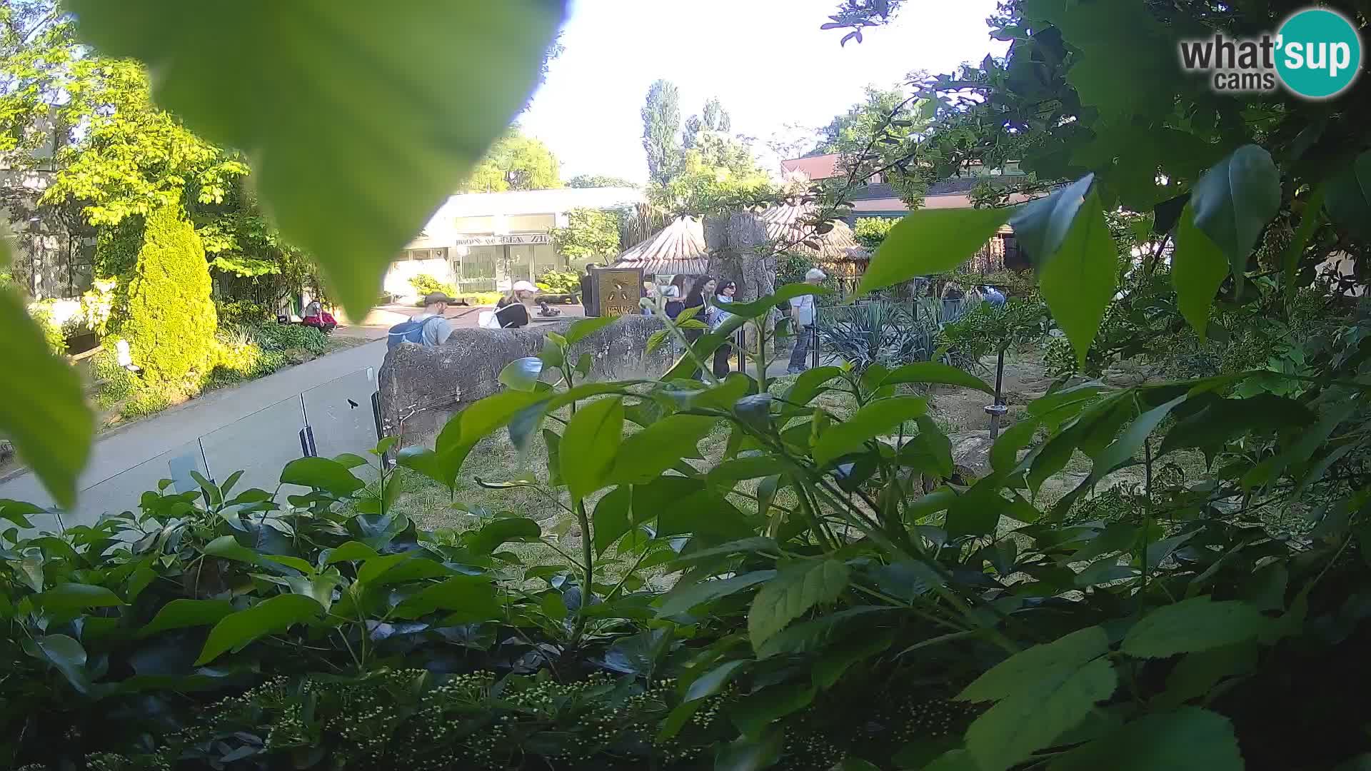 Zoo Zagreb – Merkat