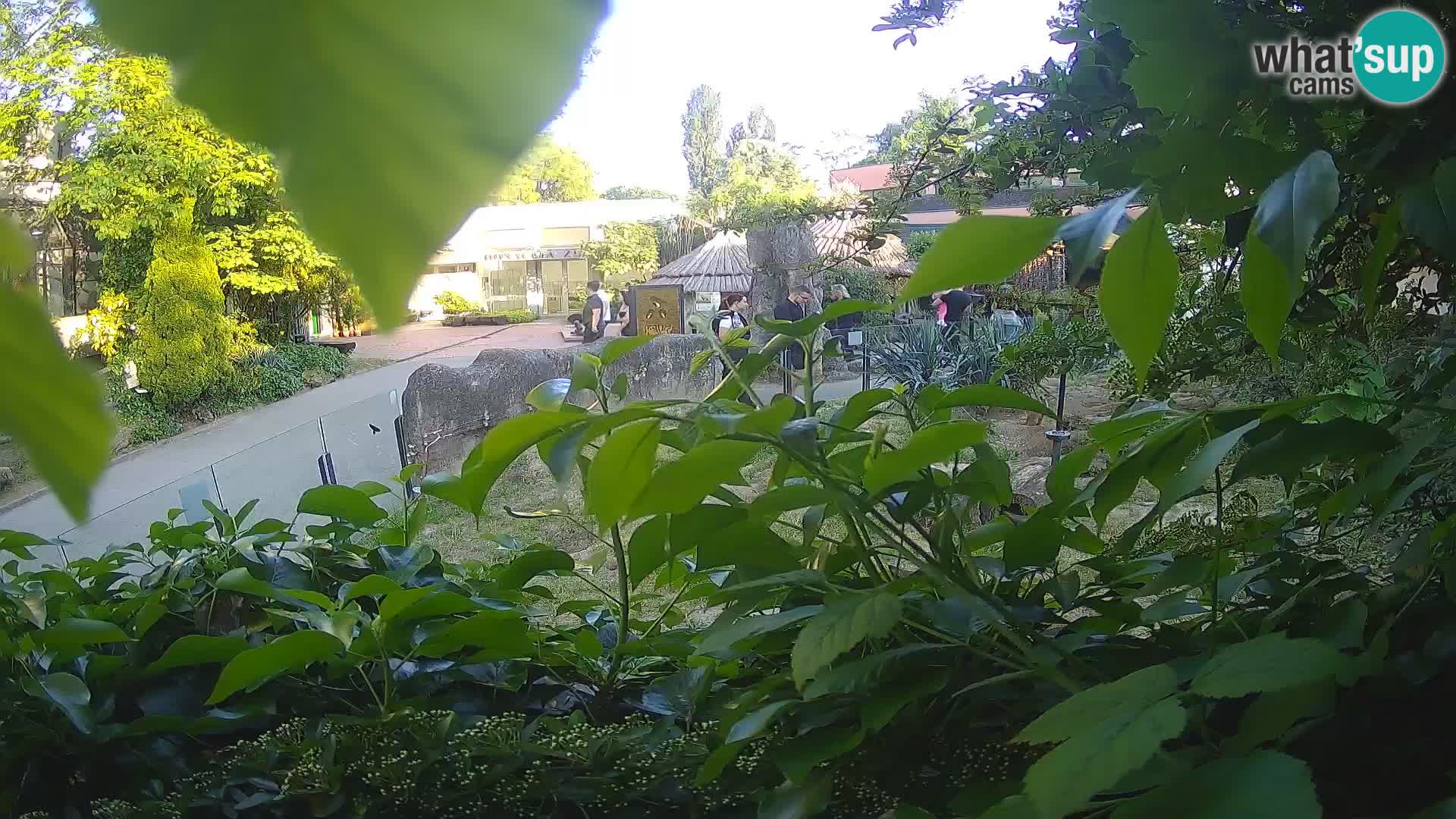 Zoo Zagreb – Merkat