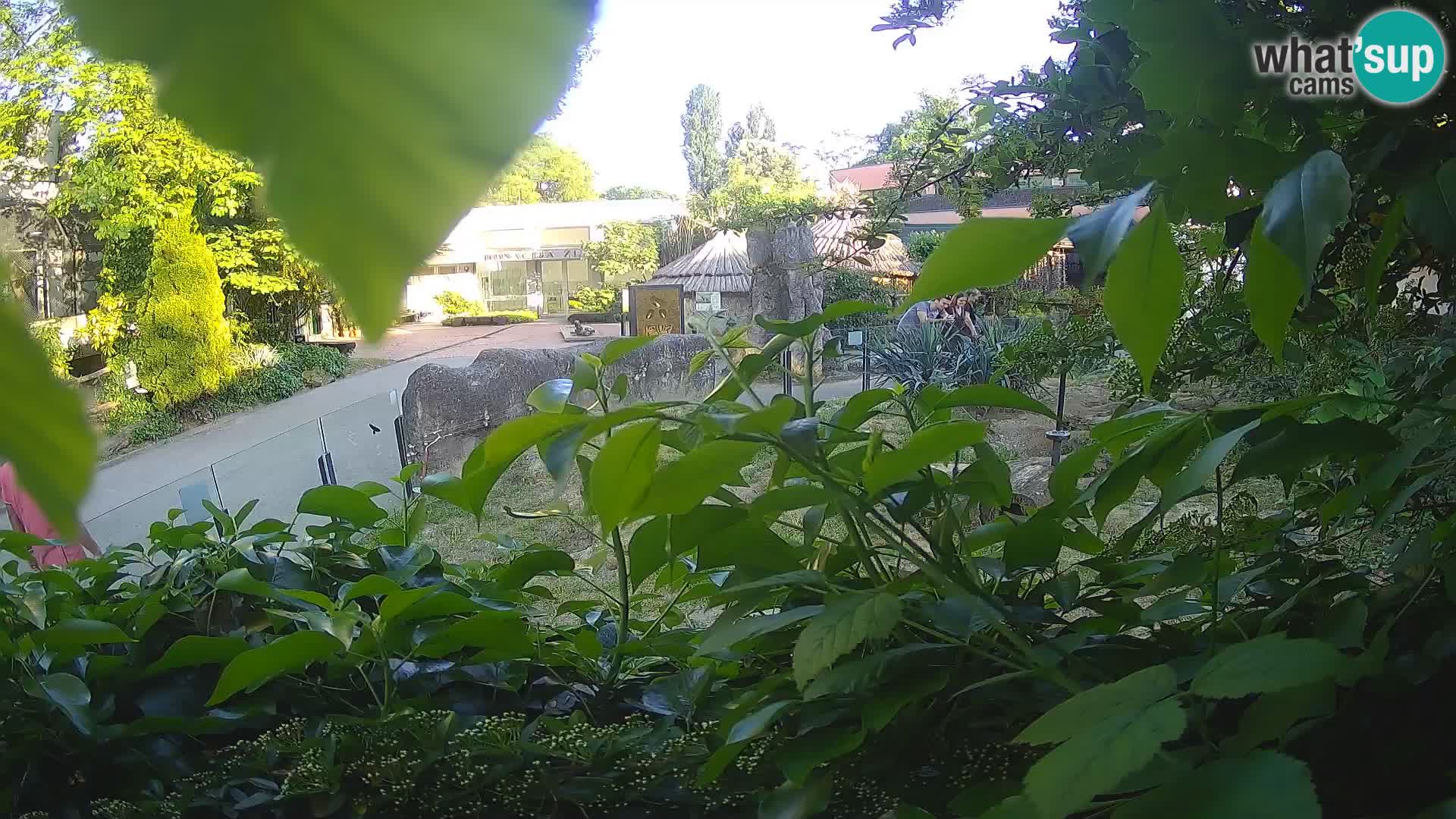 Zoo Zagreb – Merkat