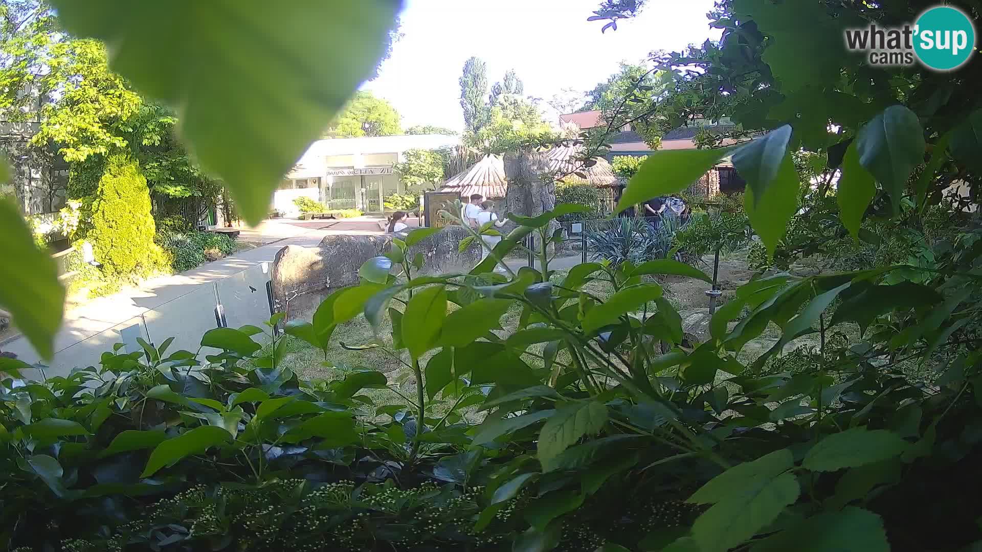 Zoo Zagreb – Surikate