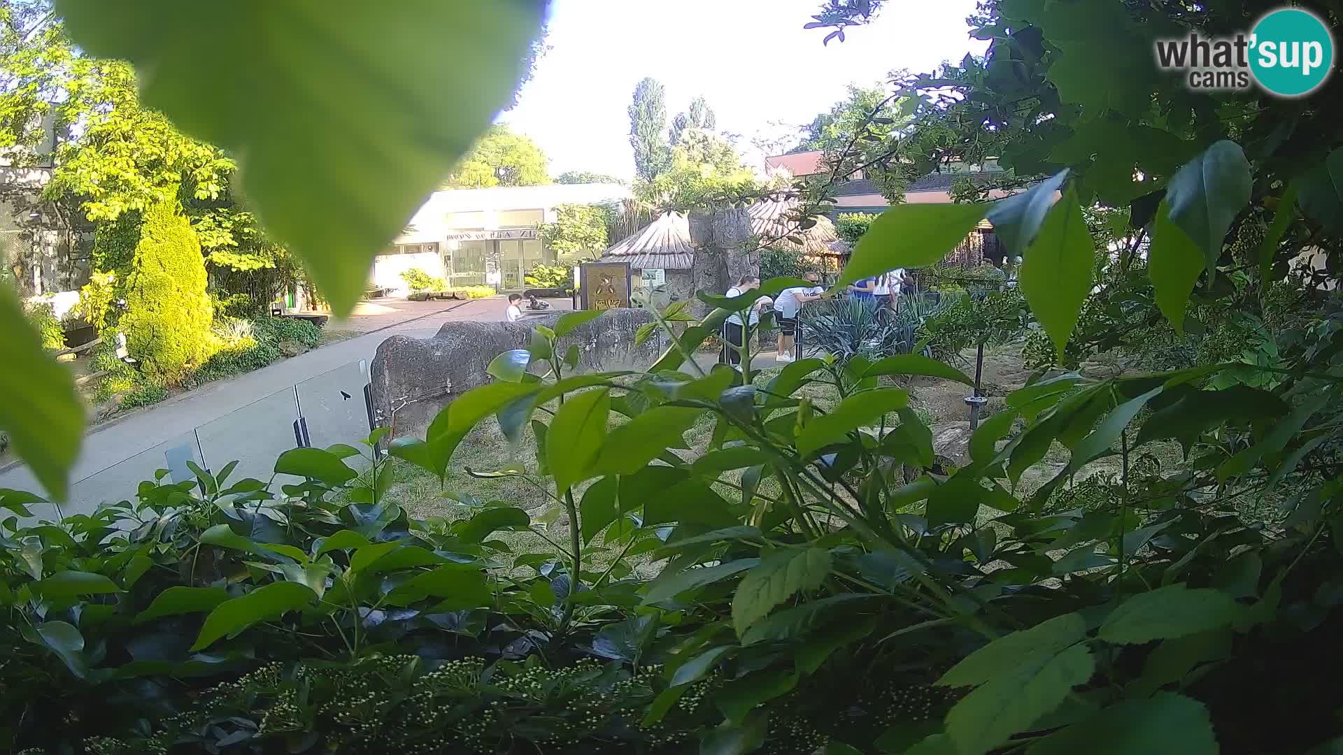 Zoo Zagreb – Surikate