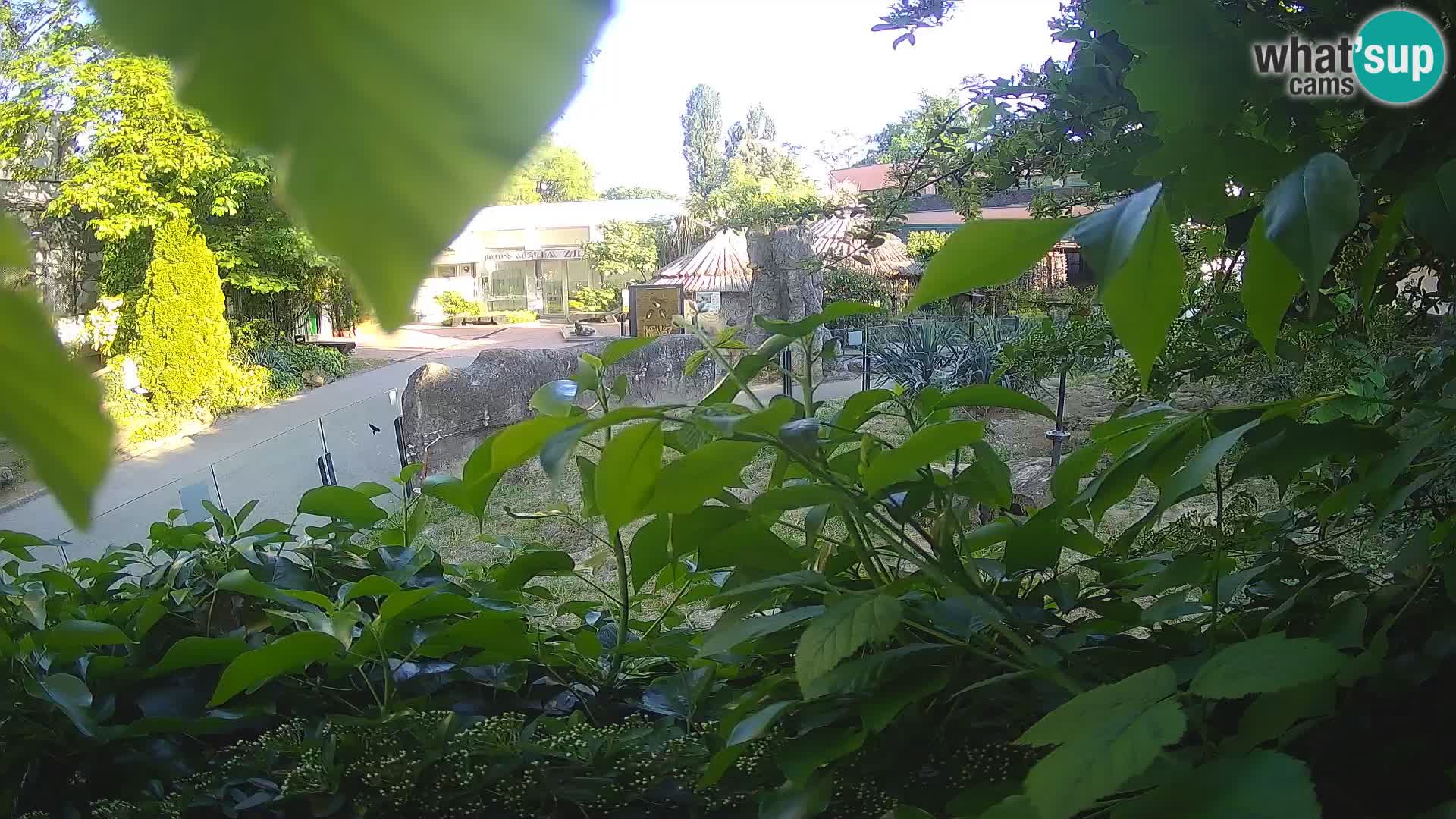 Zoo Zagreb – Meerkat (Suricate)