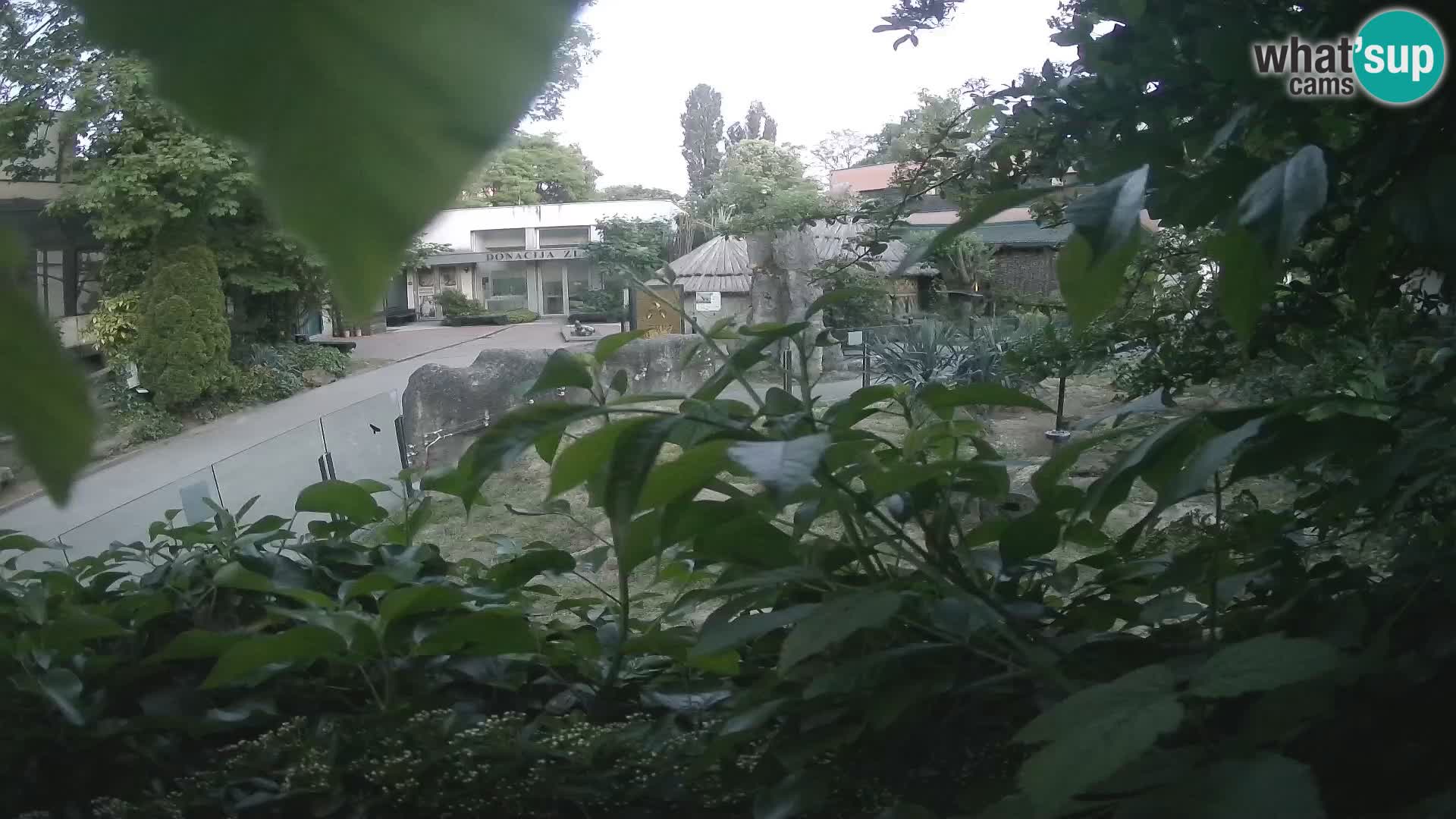 Zoo Zagreb – Surikate