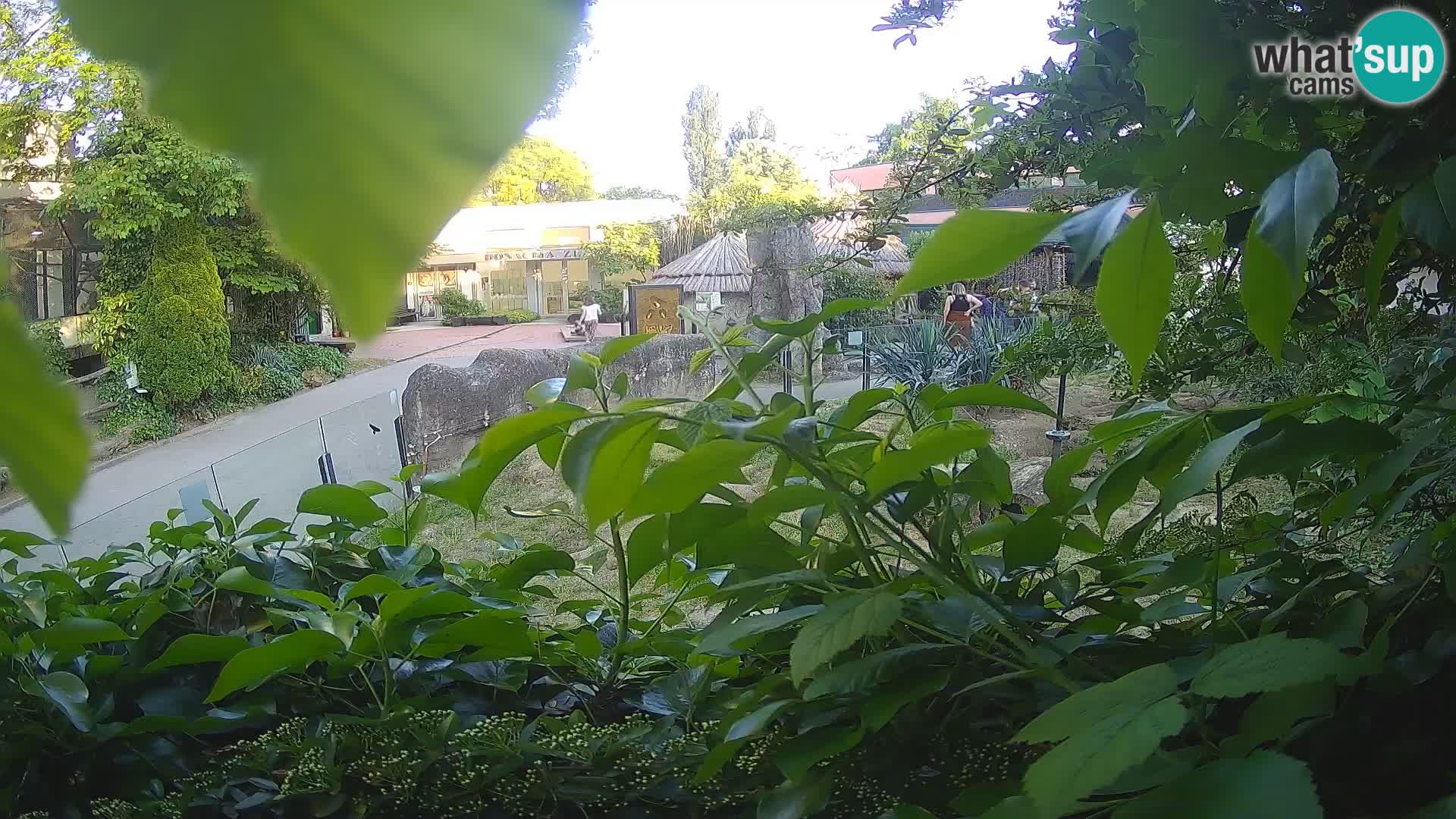 Zoo Zagreb – Surikate
