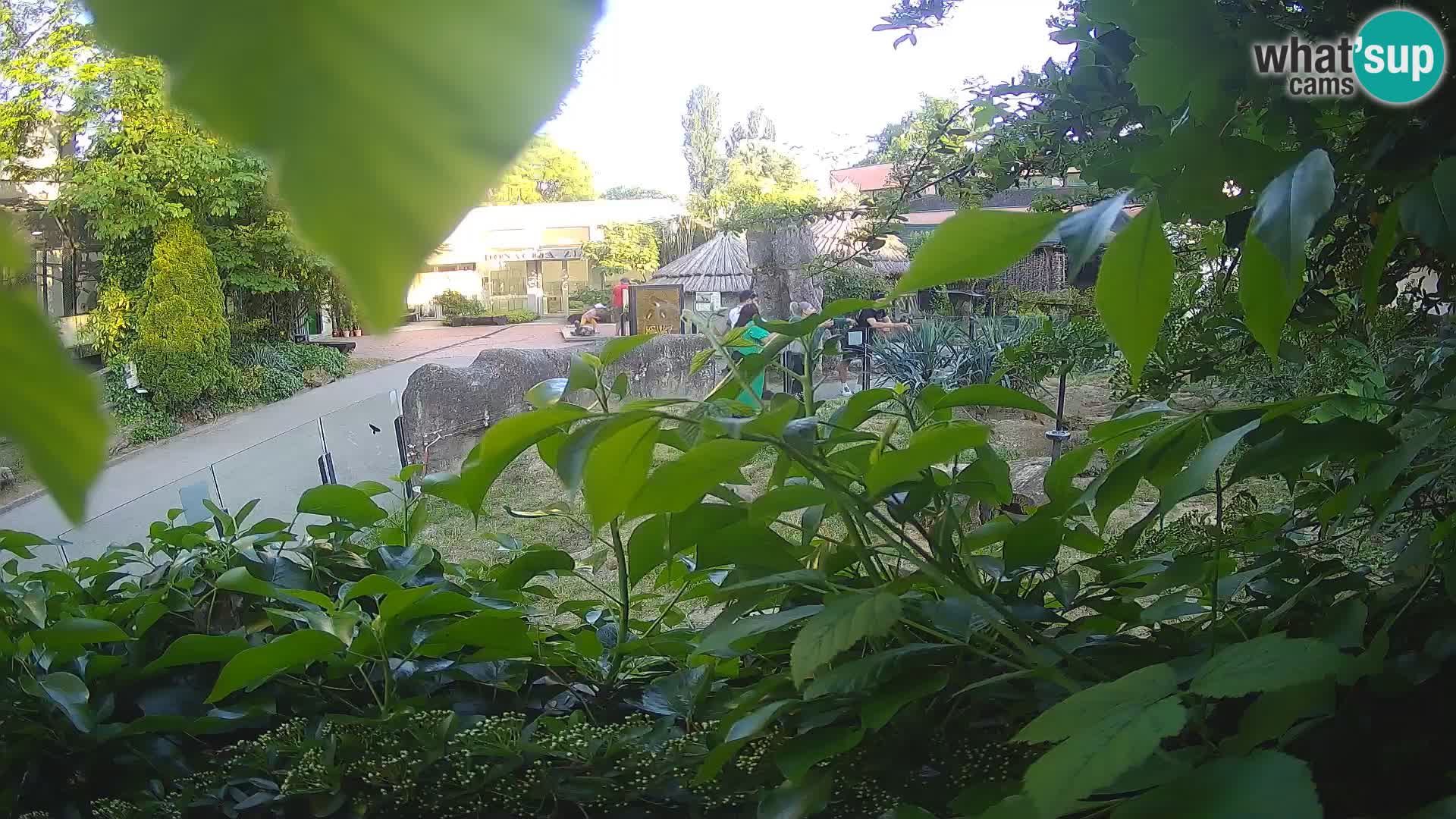 Zoo Zagreb – Surikate