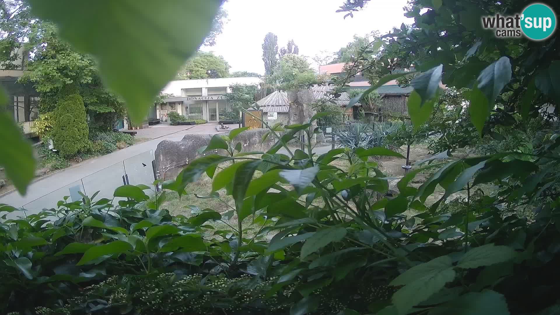 Zoo Zagreb – Erdmännchen